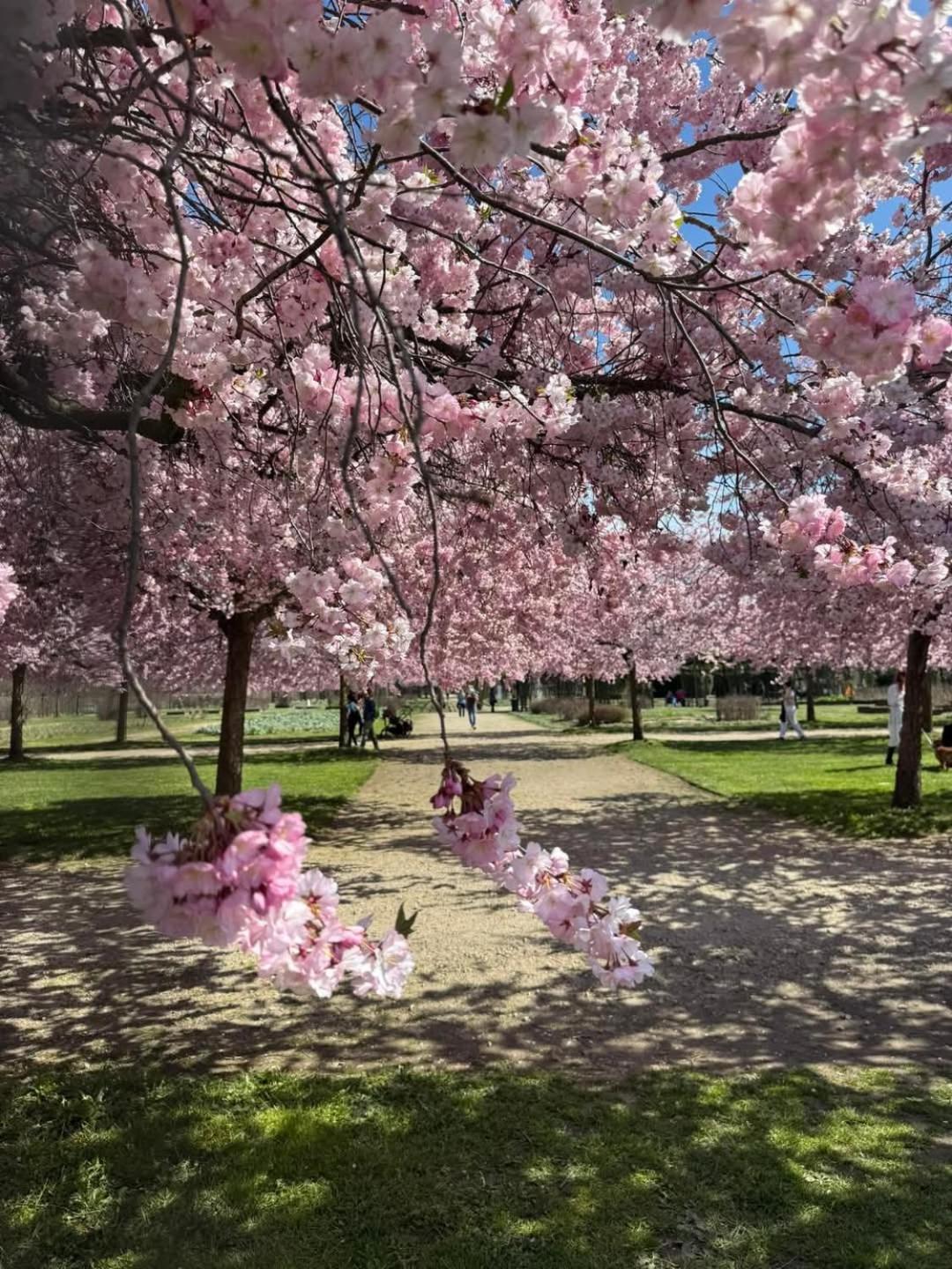 Il Ciliegio di Lurisia