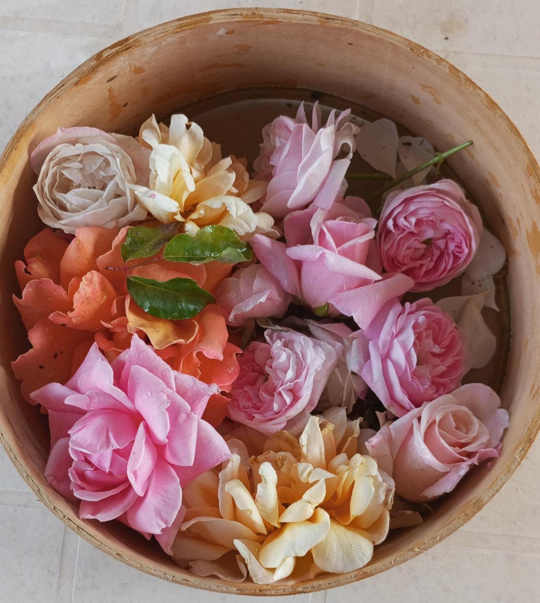 I Giardini di Palazzo Ducale