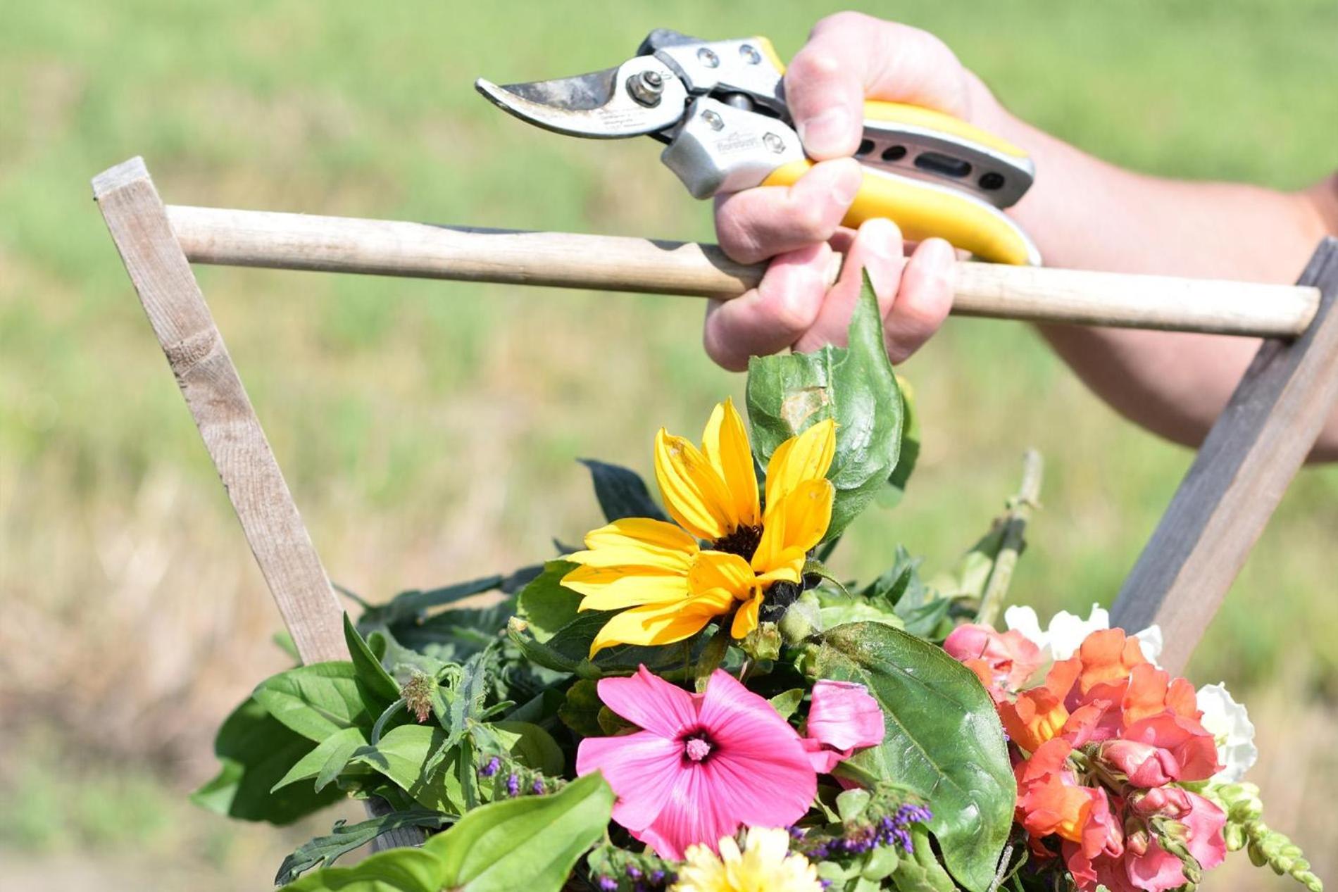 Welcome in - Sint-Anthonijshoek, studio's met eigen tuin, theeschenkerij en pluktuin