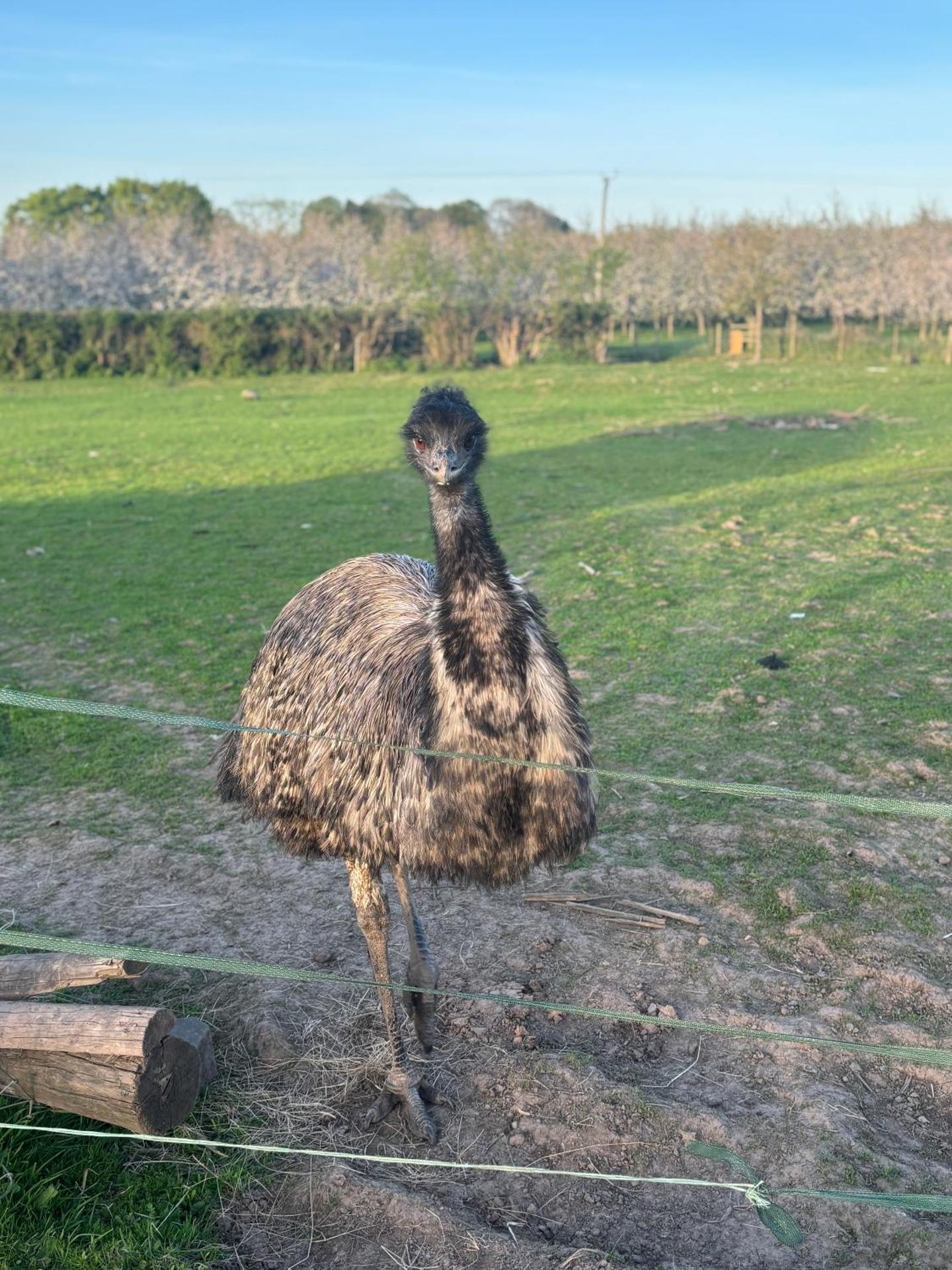 Bridie -rose with wood tub country retreat