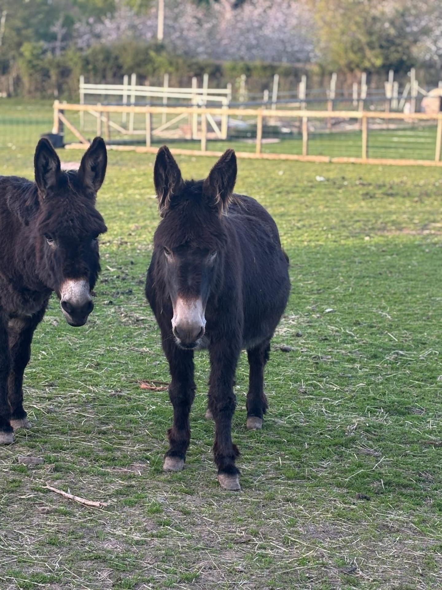 Bridie -rose with wood tub country retreat