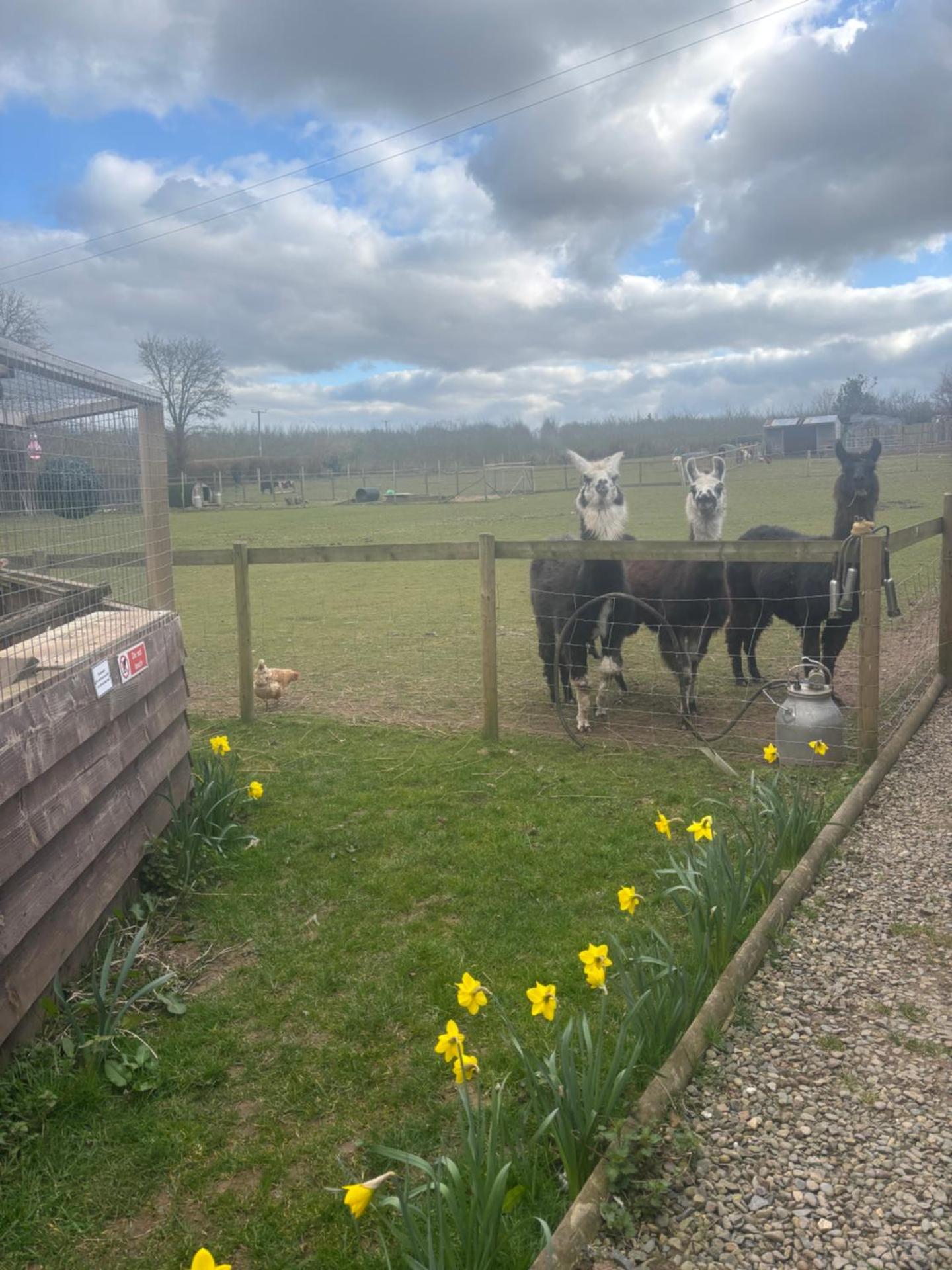 Bridie -rose with wood tub country retreat