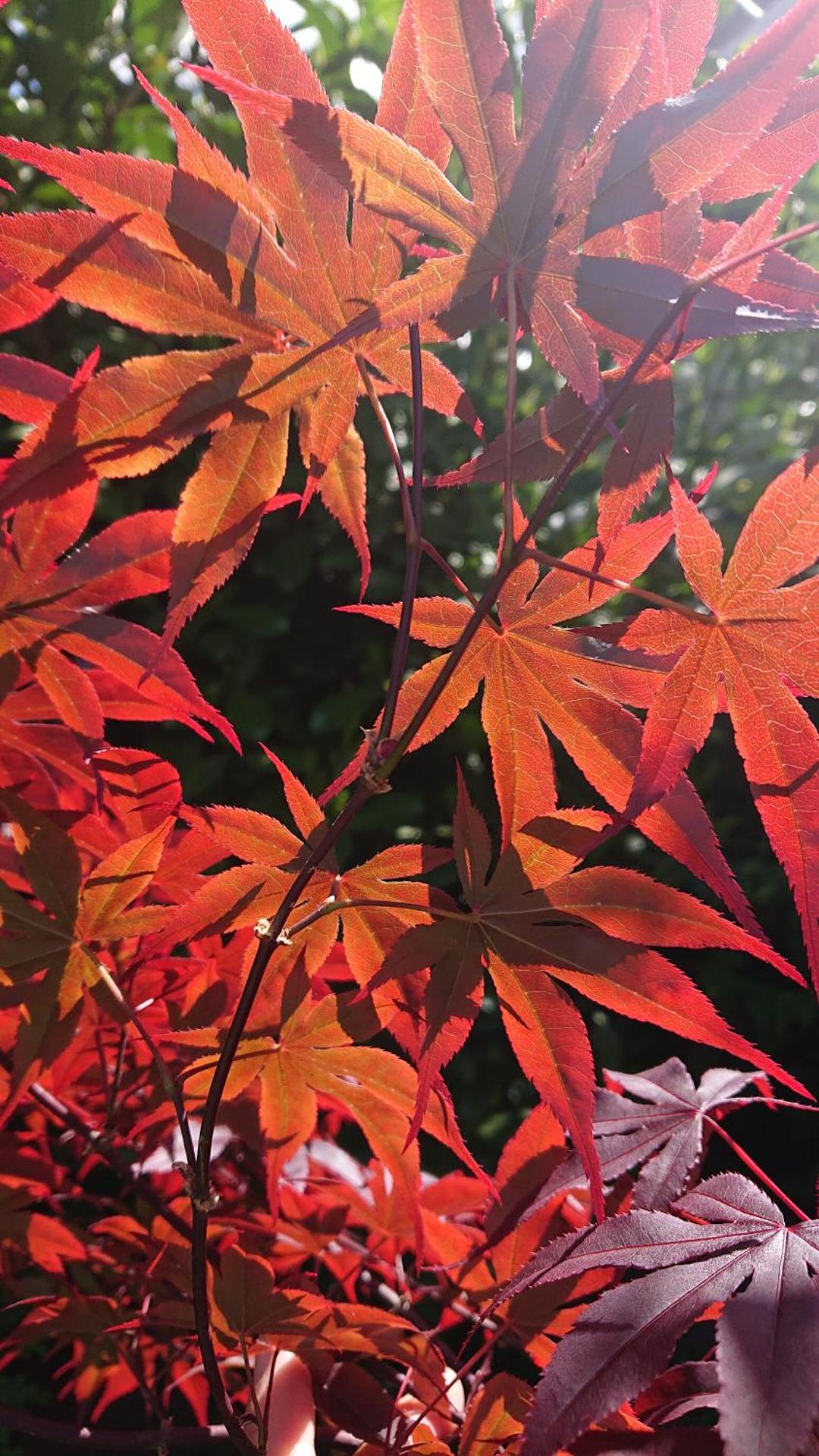 Gästezimmer in Fachwerkhaus