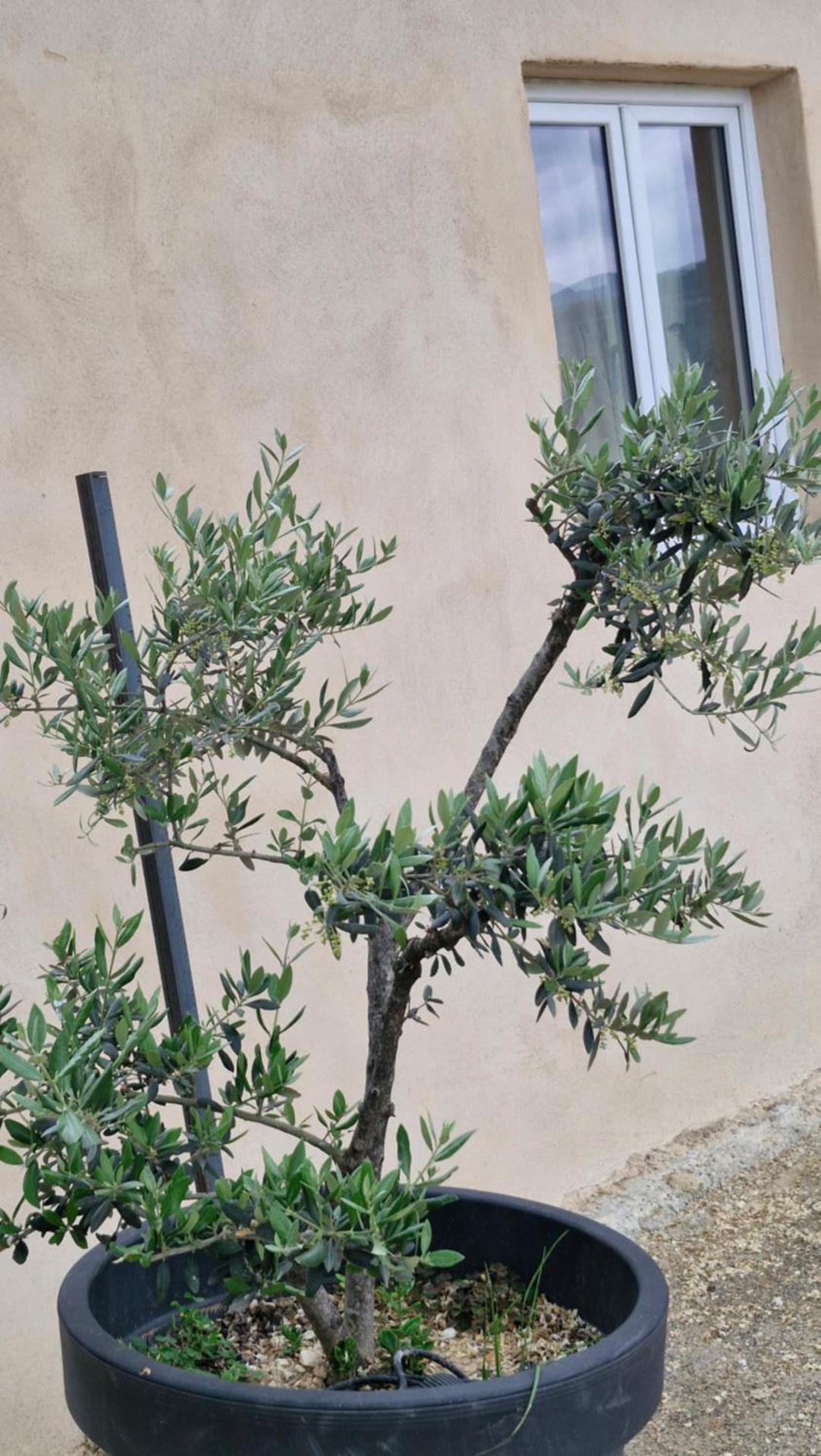 Le Jardin des Oliviers