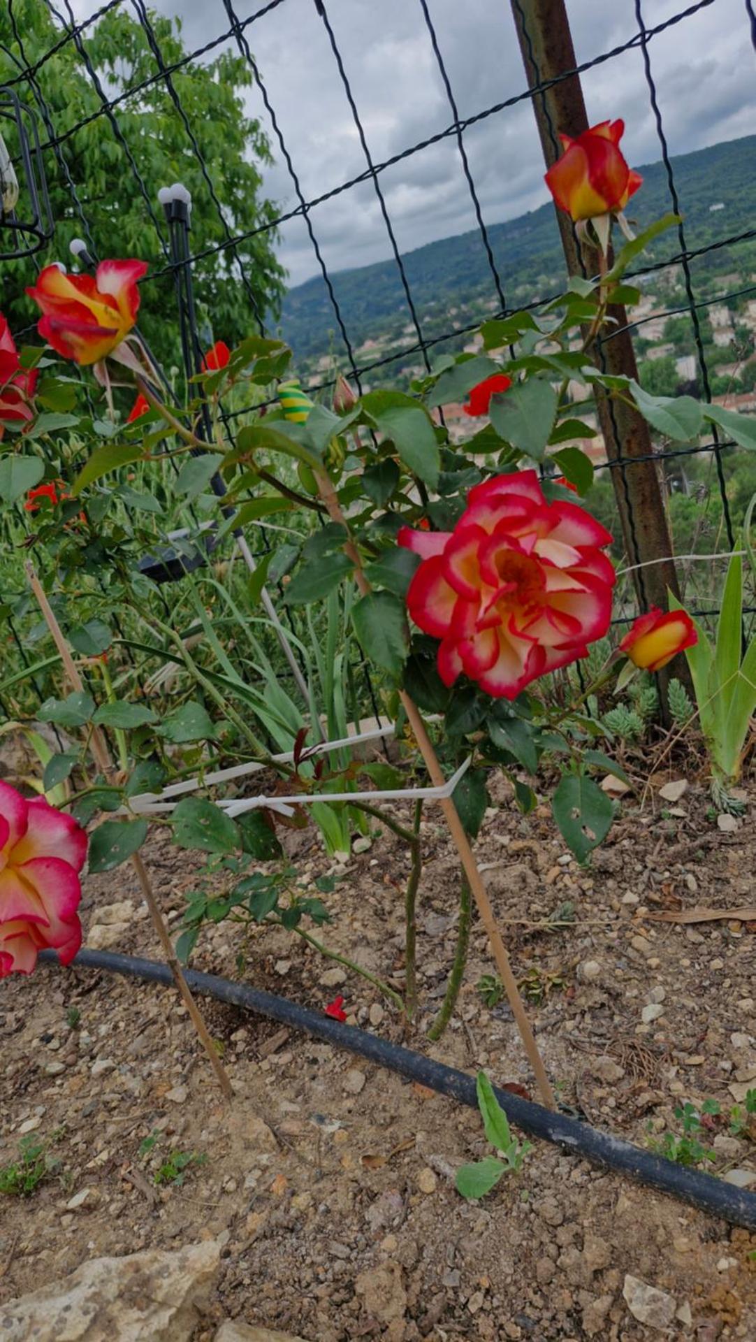 Le Jardin des Oliviers