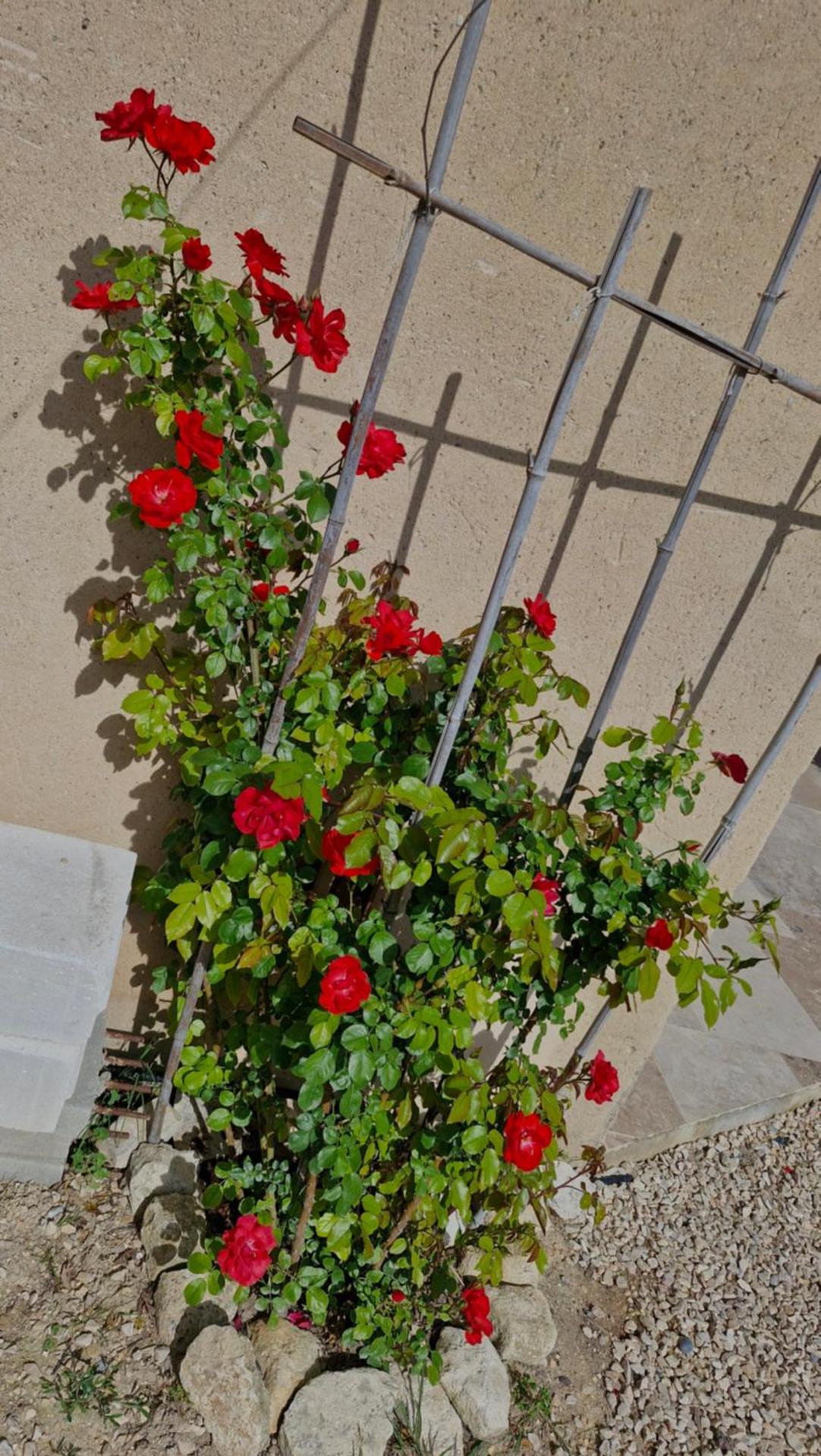 Le jardin des oliviers