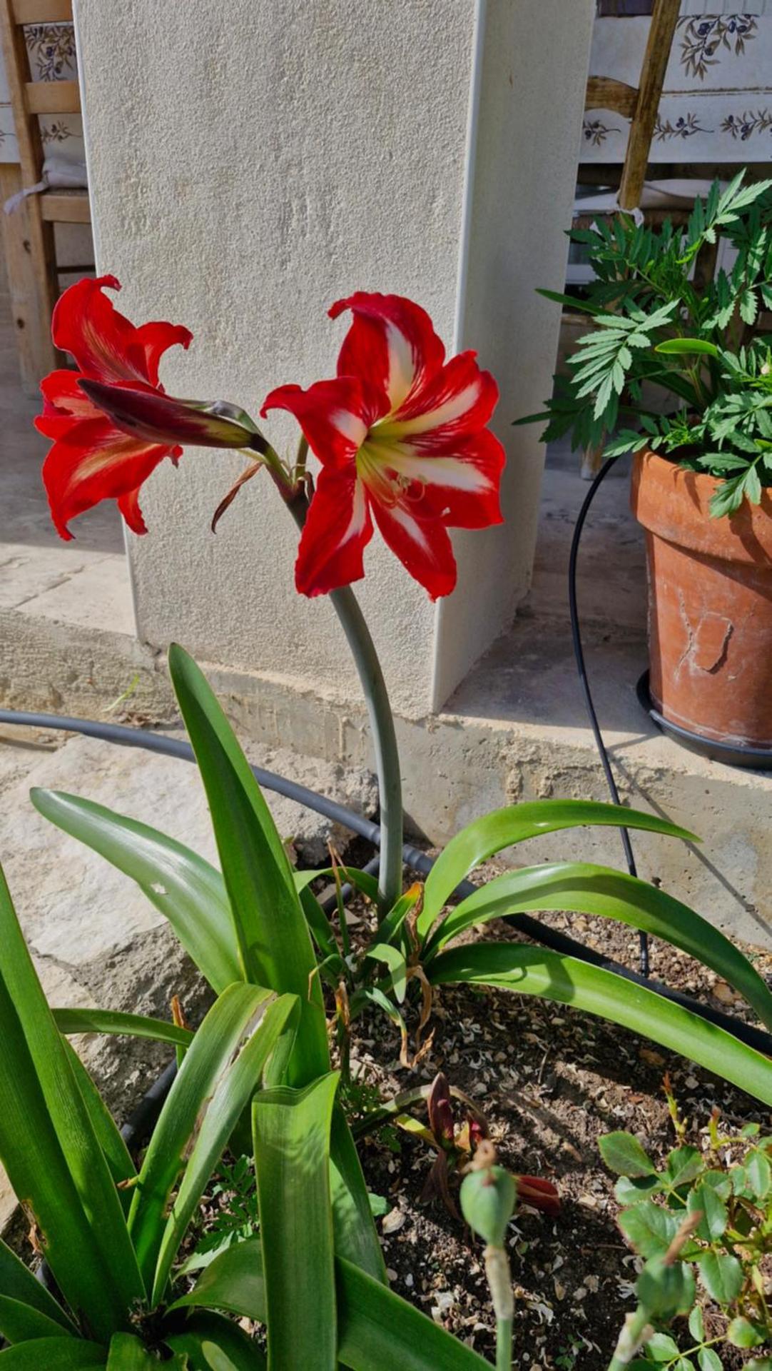 Le jardin des oliviers