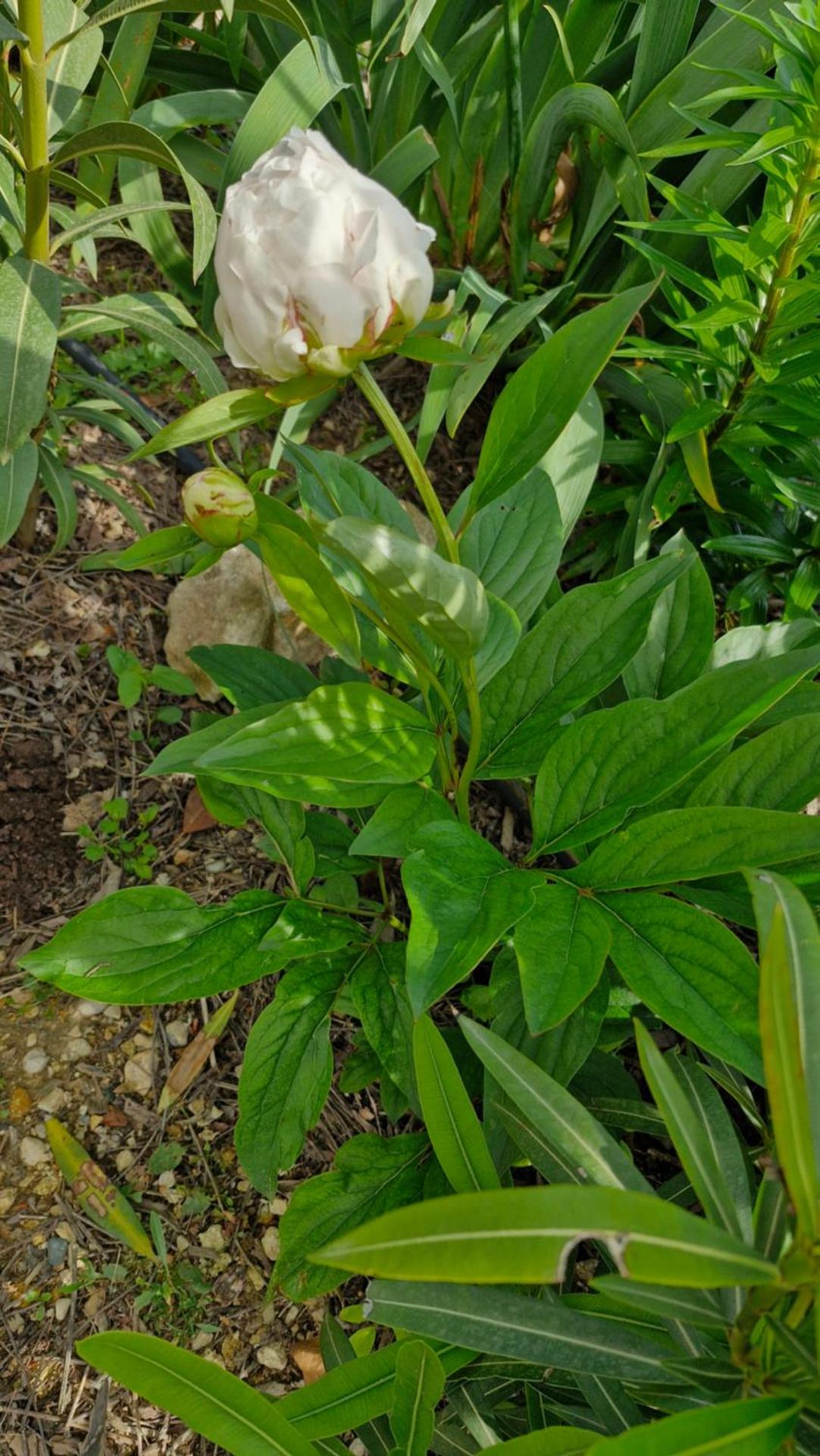 Le jardin des oliviers