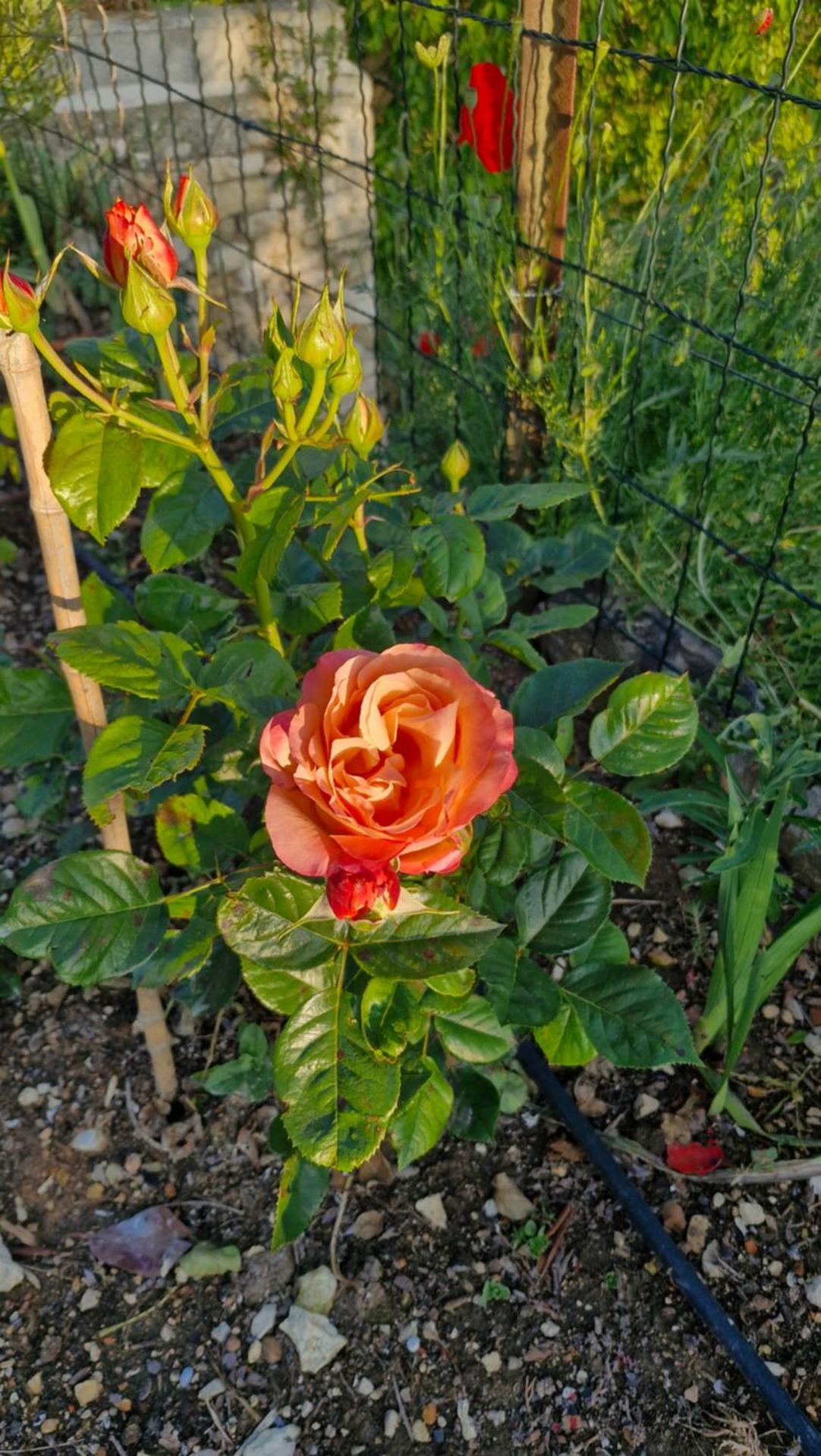 Le jardin des oliviers