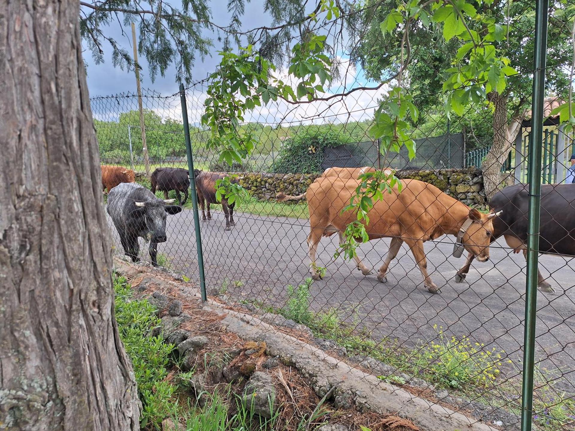 Etna, salvia e rosmarino
