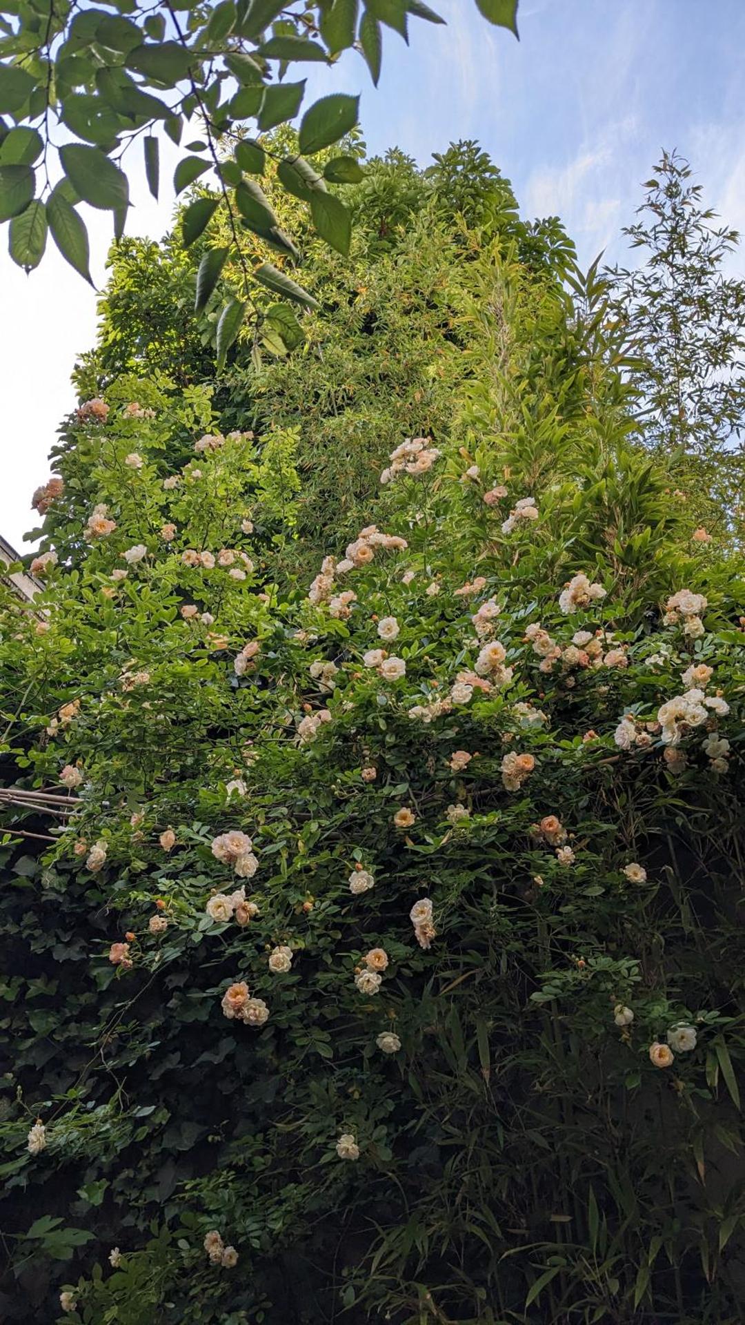 Chambres d'hôtes calmes sur jardin Paris Batignolles