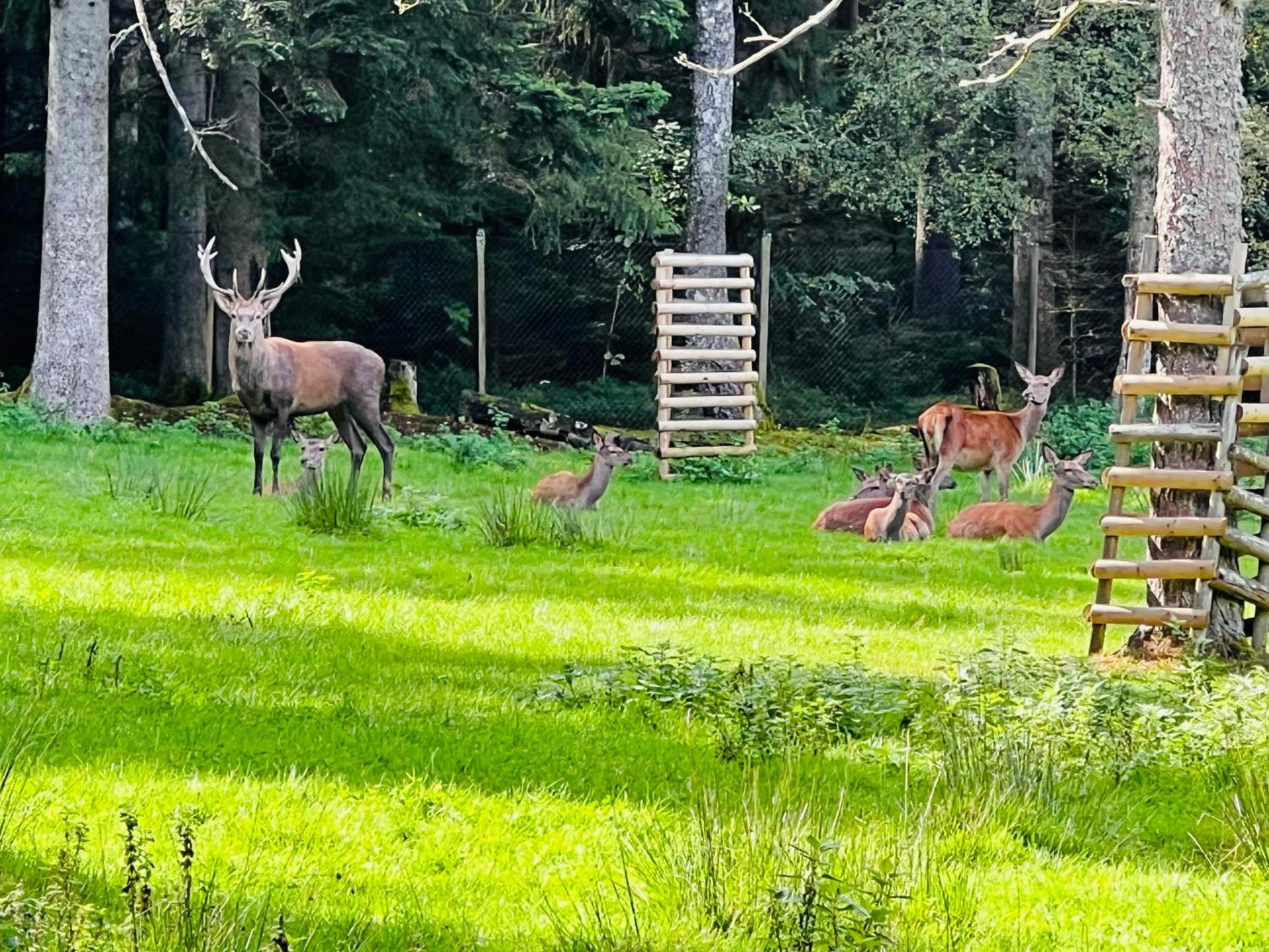 Ferienwohnung Schwarzwald Lodge