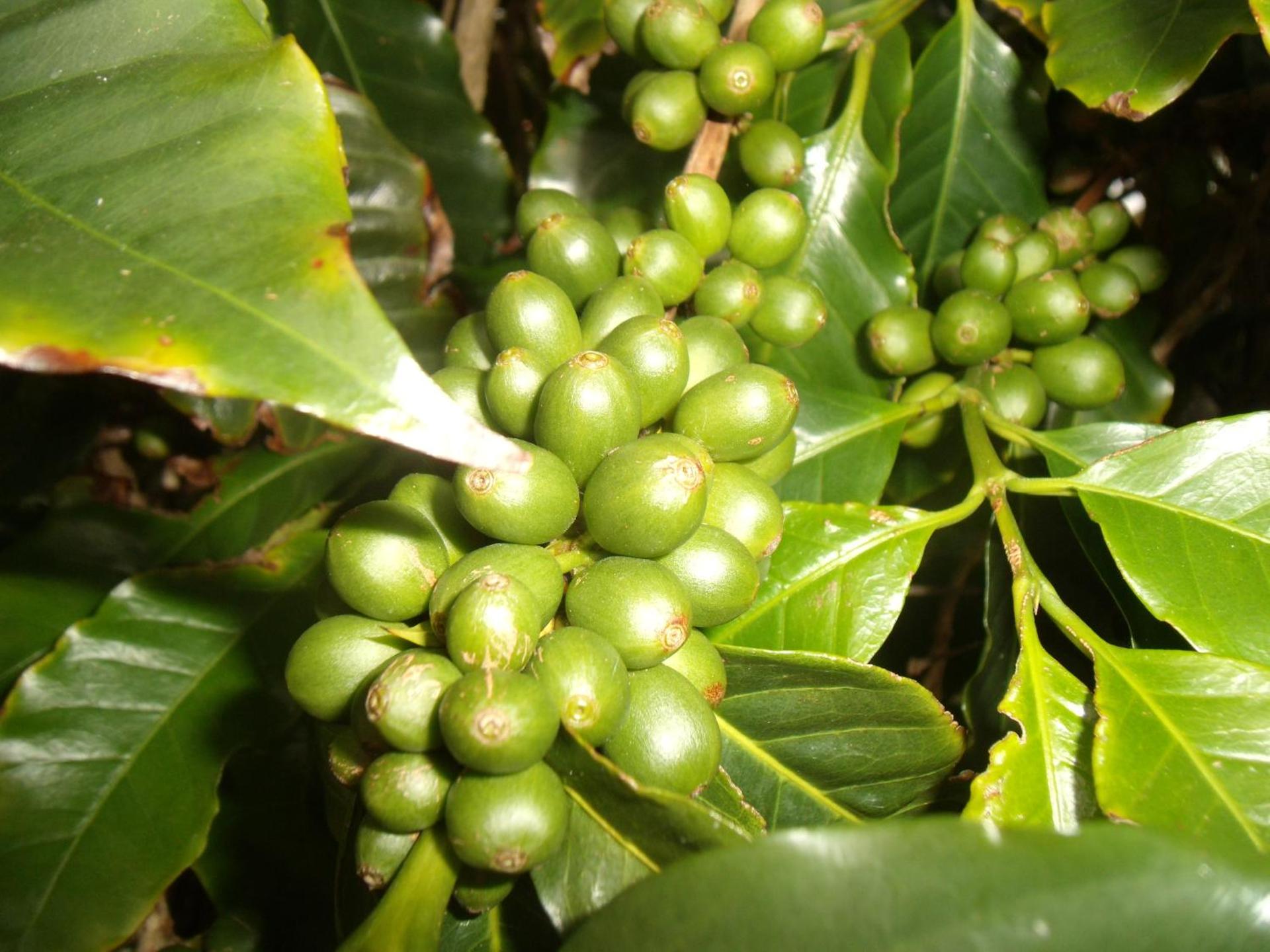 Tropical Fruit Garden