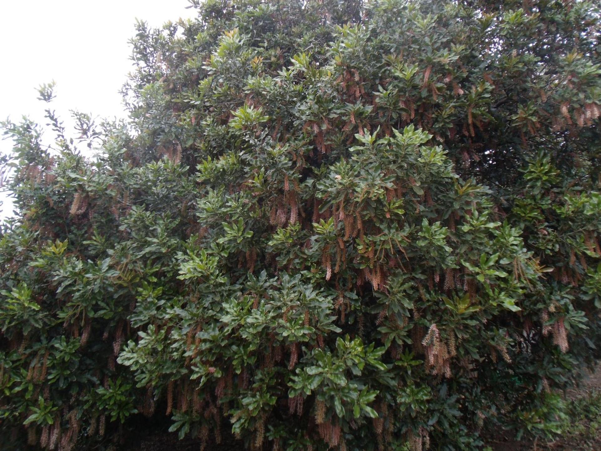 Tropical Fruit Garden