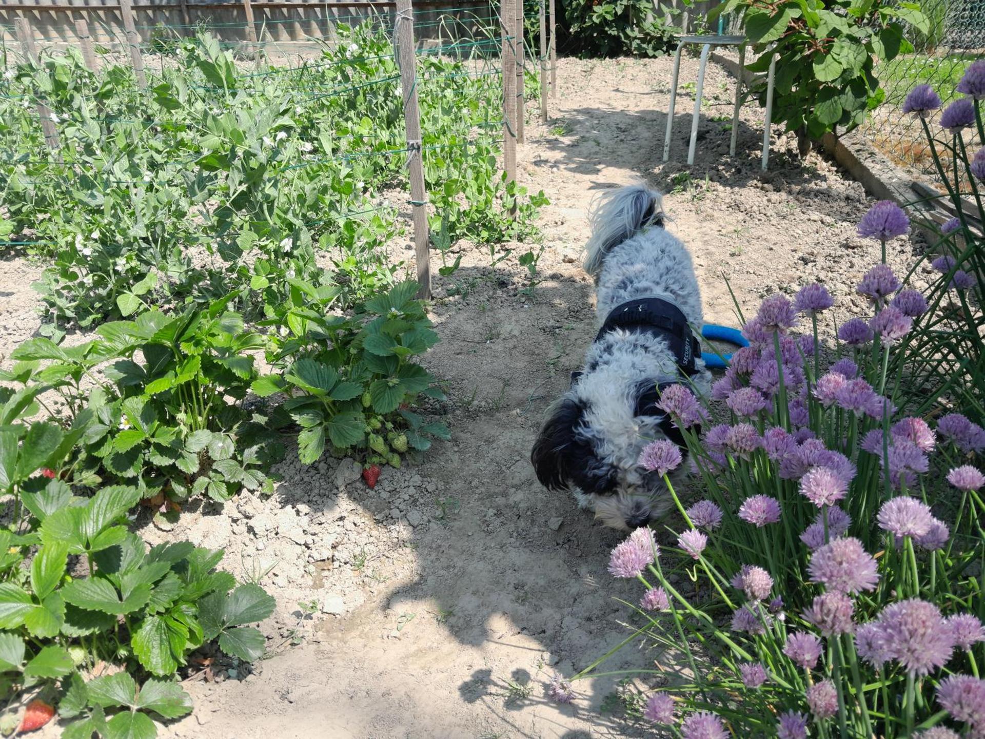 Kék Vándor Vendégház