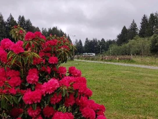 Rooms, RV,Tents in Redwood N&S Park 红木国家公园的房间