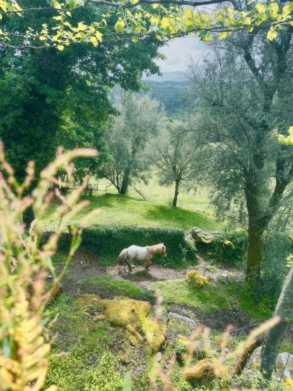 Casa d' Além Turismo e Natureza - Refúgio do Bosque