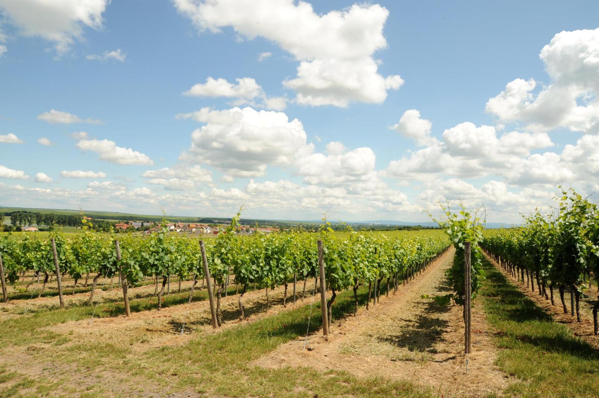 Winzerhotel Kinges-Kessel