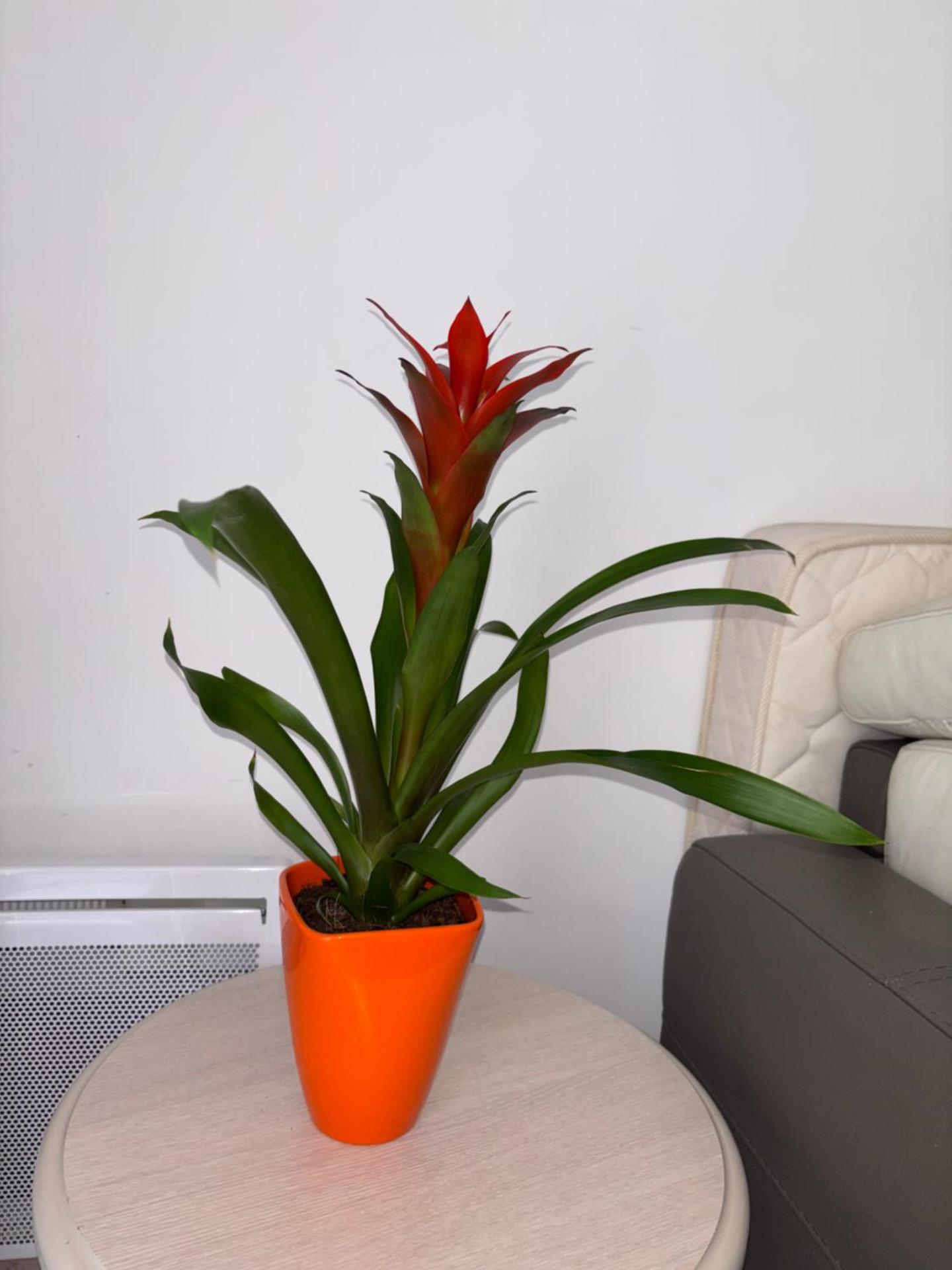 Cœur de Nice - Plage à 5min