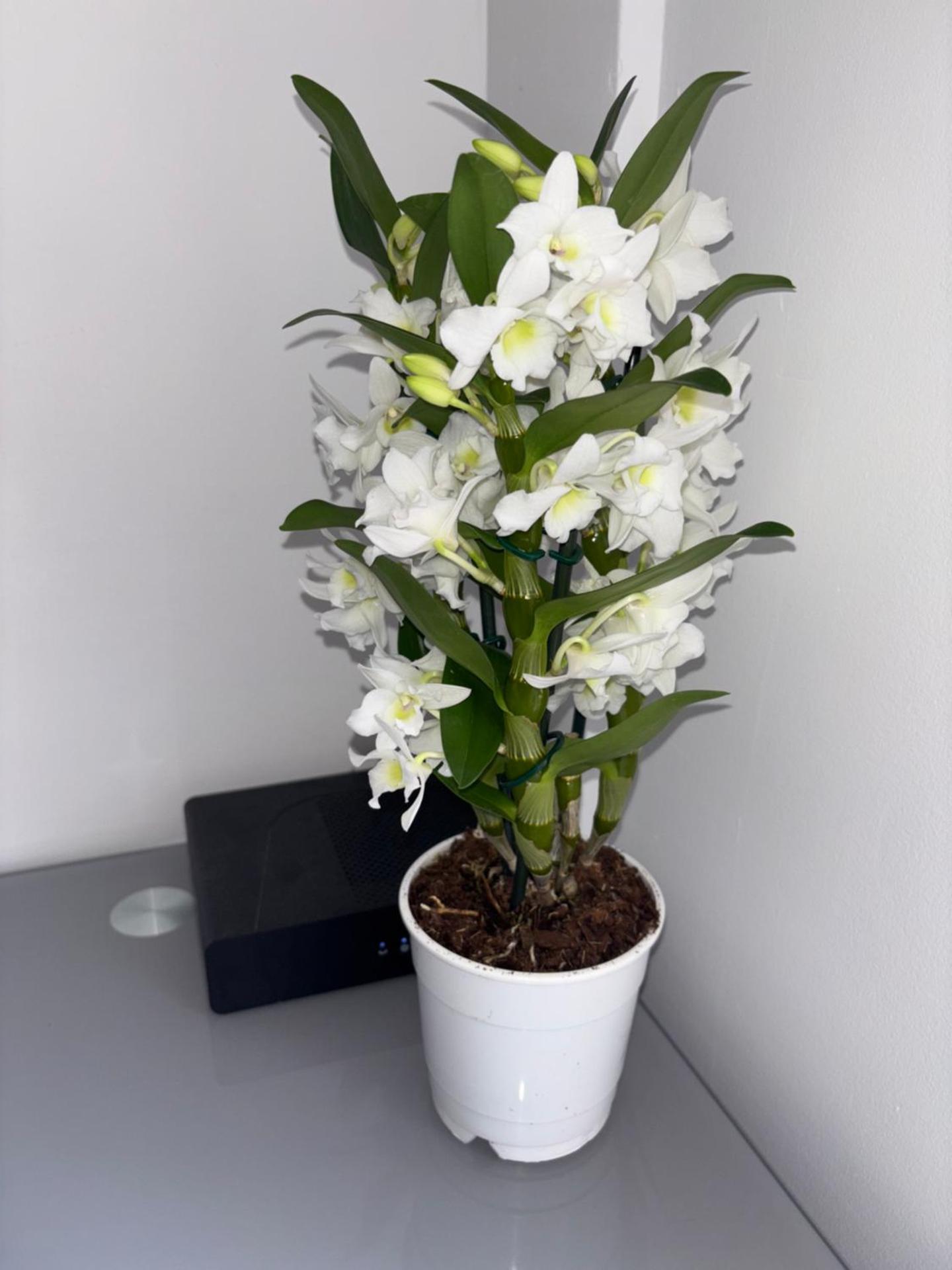 Cœur de Nice - Plage à 5min