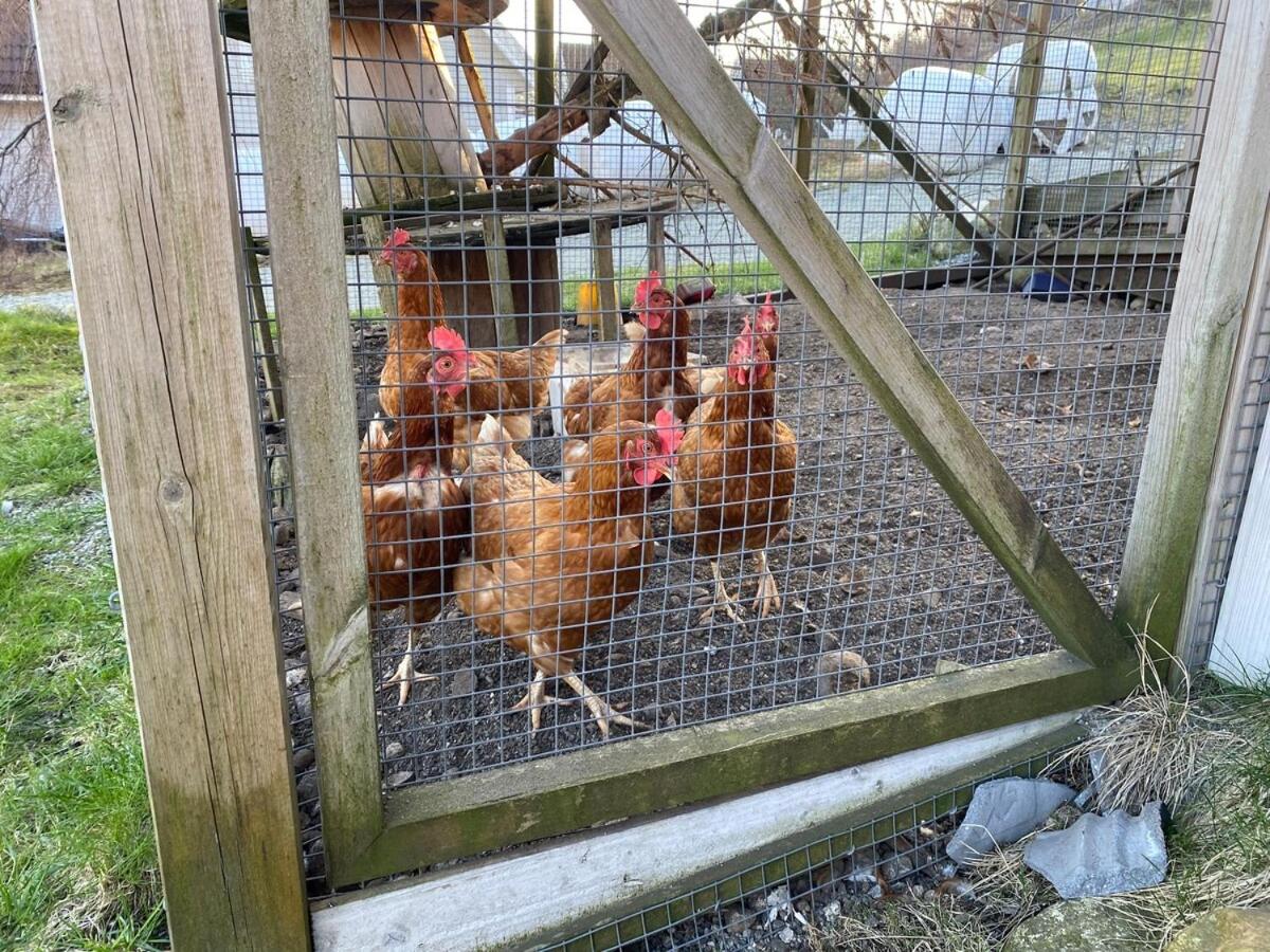 Lysefjorden og Prekestolen Unik og koselig leilighet i stallbygning