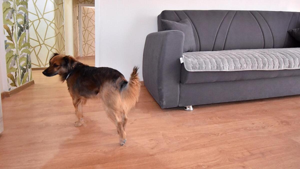 Due passi dal cupolone - appartamento al centro