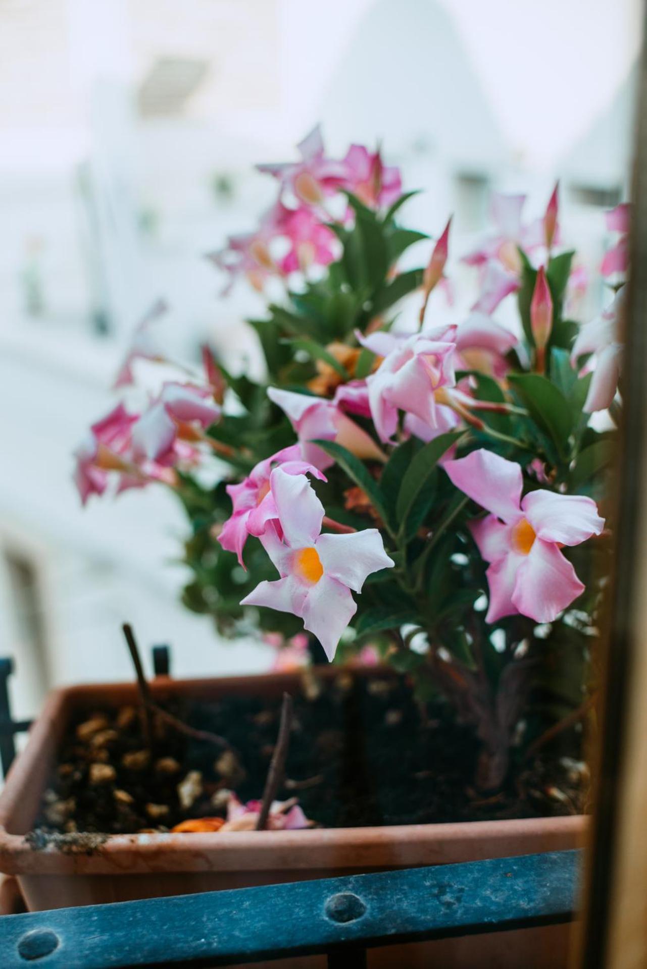 Inner courtyard view