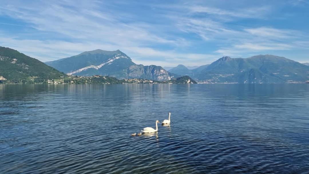 L'Incanto dell'Airone