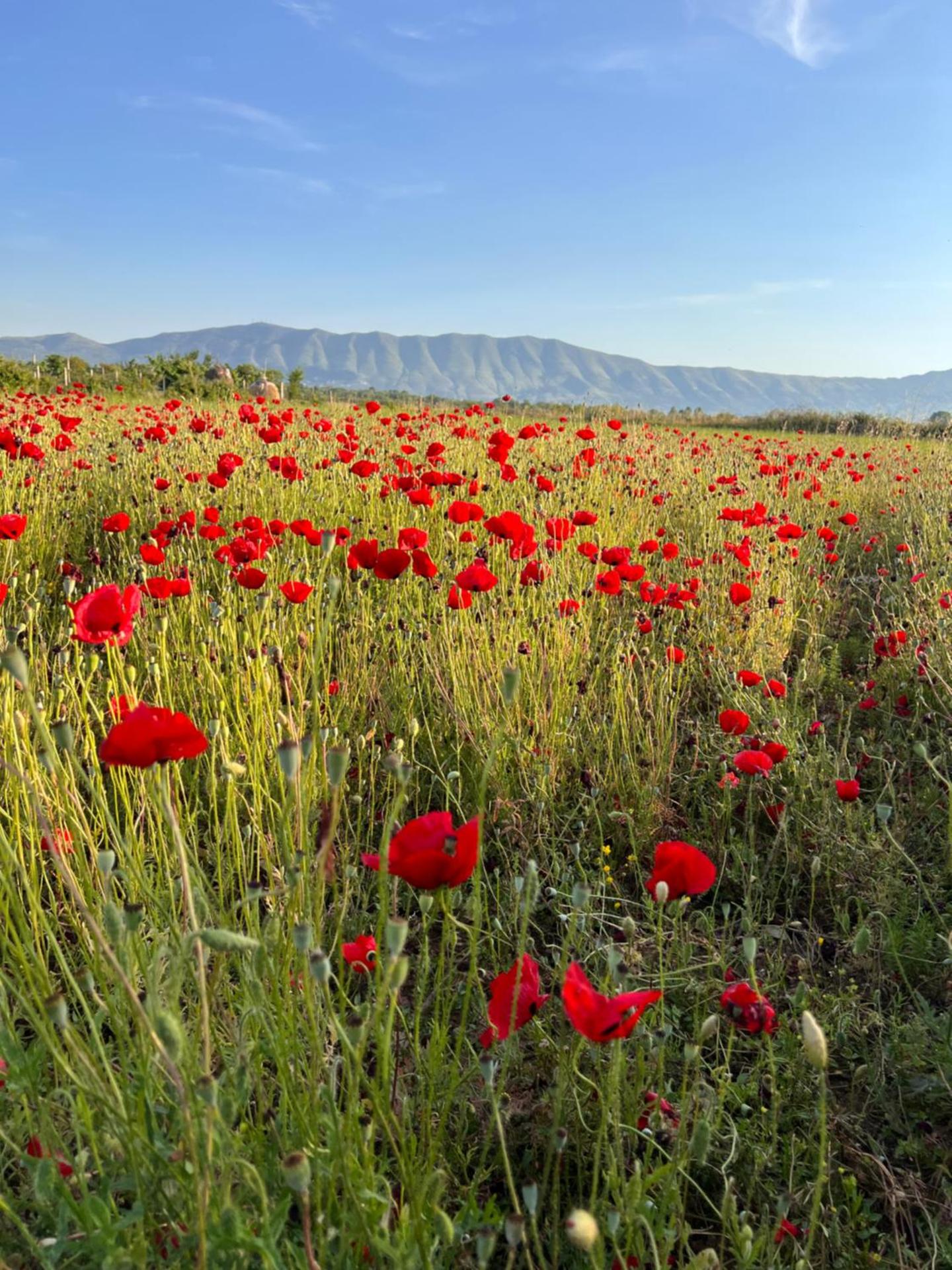 Lake shkodra