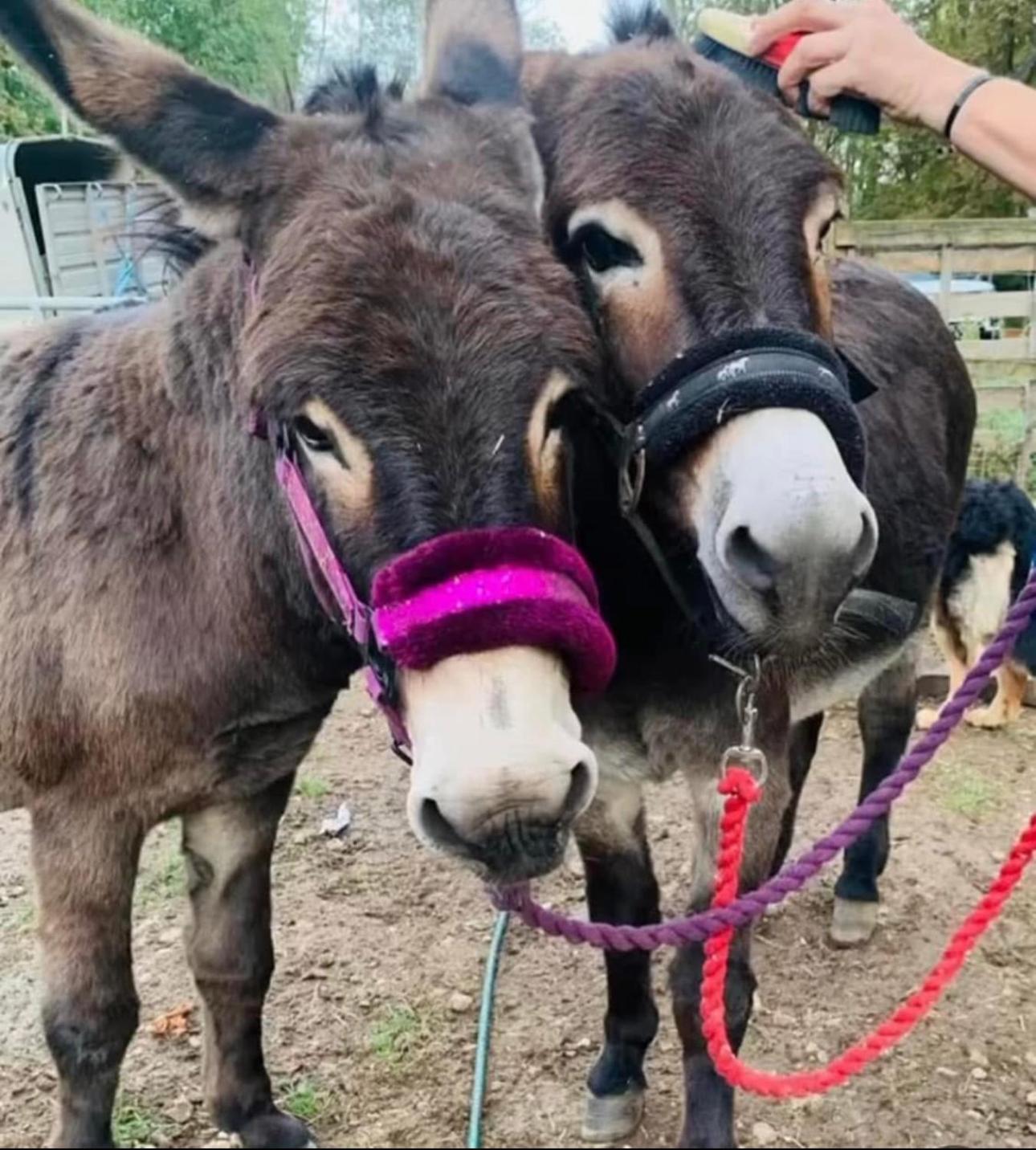 Stables 2bed farm stay private firepit bbq