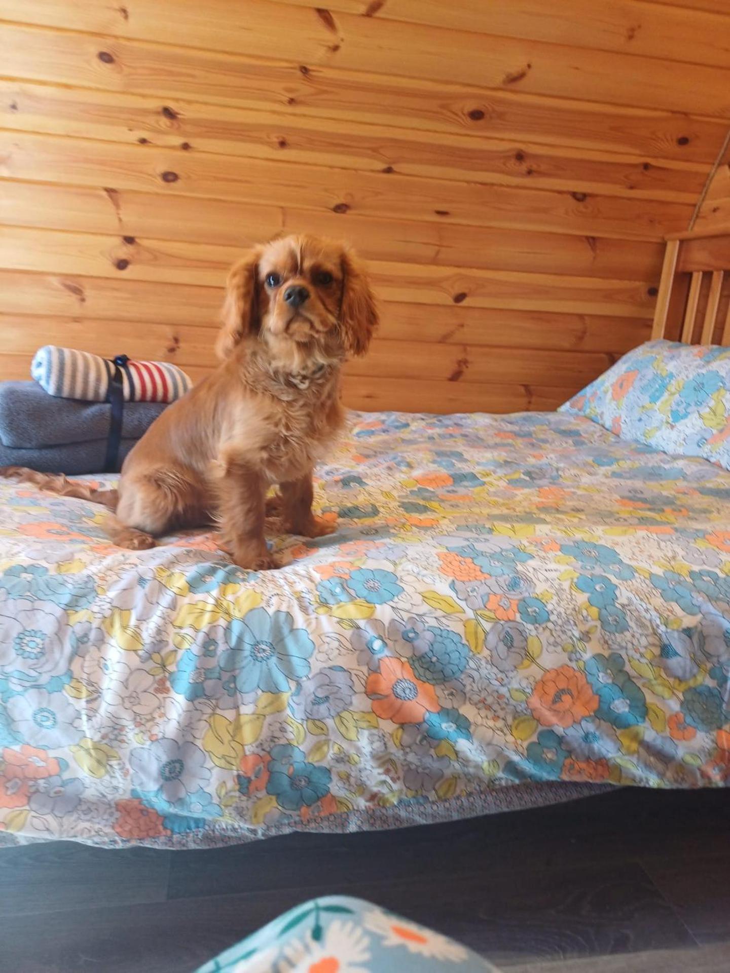 Glamping Pod Thady Killynick County Fermanagh