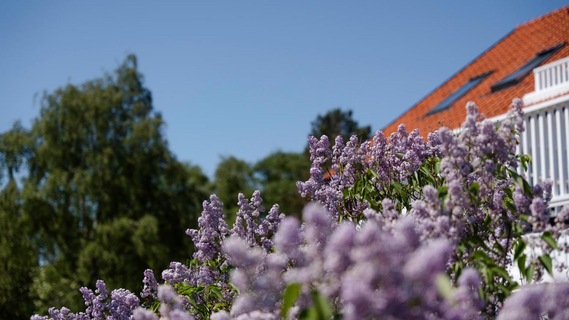 Strandvillan Ljunghusen