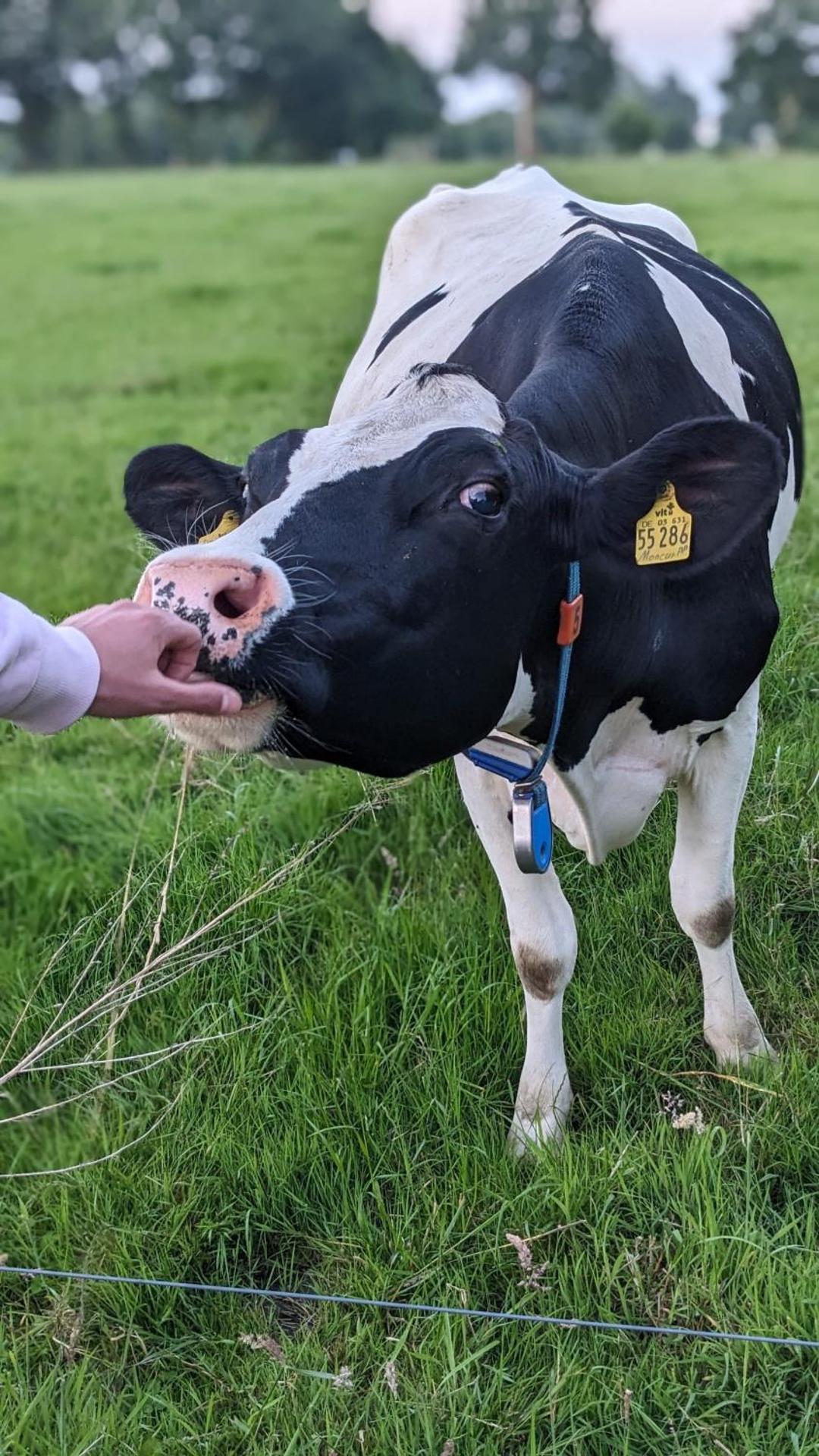 Traumkrone Ferienwohnungen - Abendrot