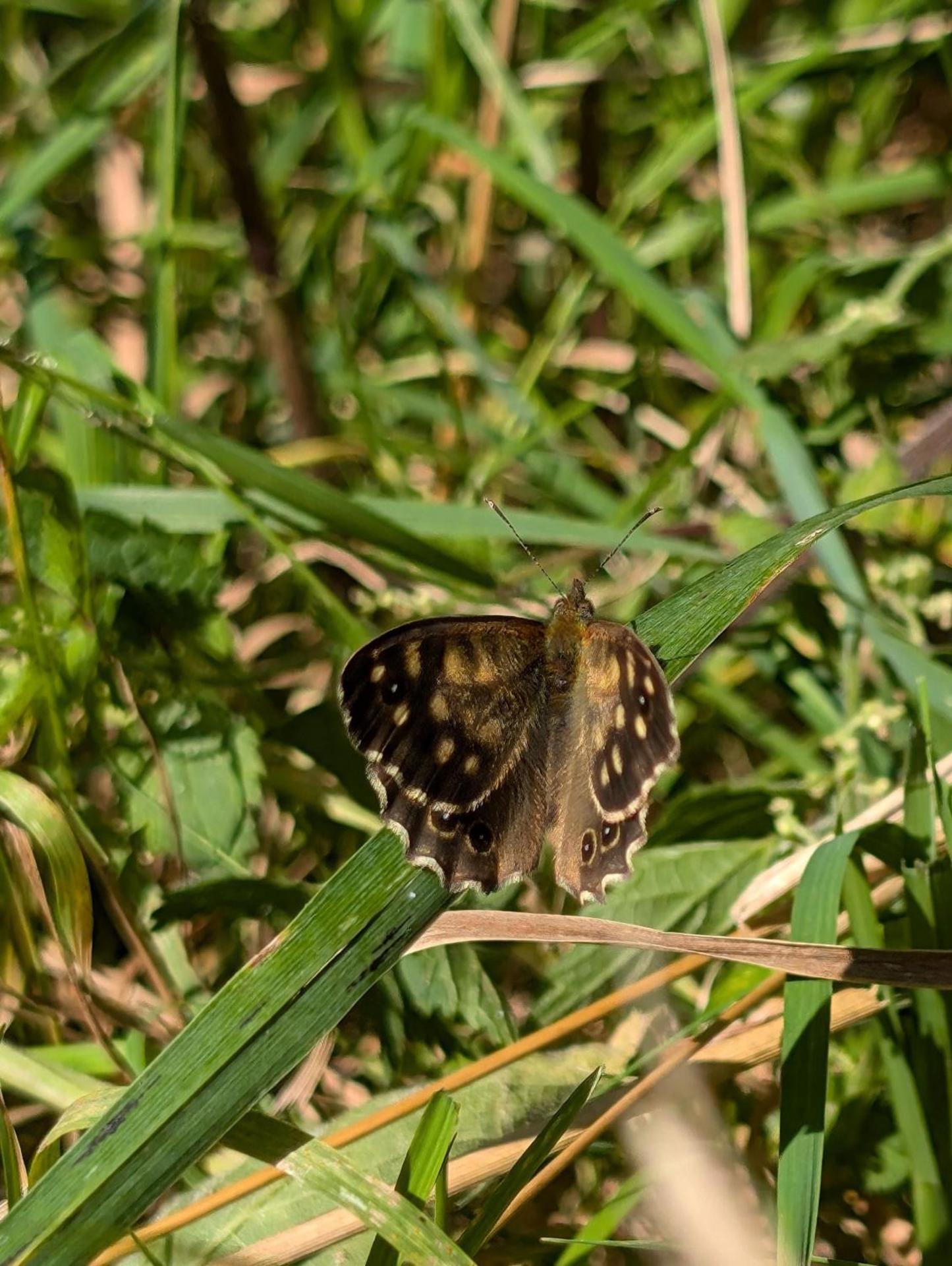 Traumkrone Ferienwohnungen - Abendrot