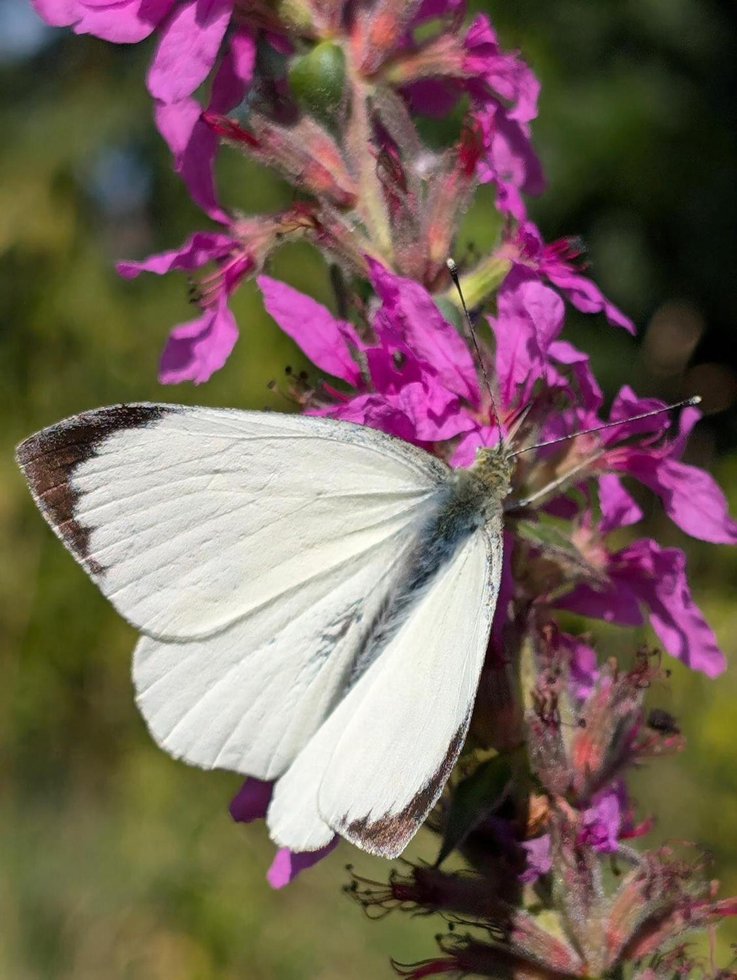Traumkrone Ferienwohnungen - Abendrot