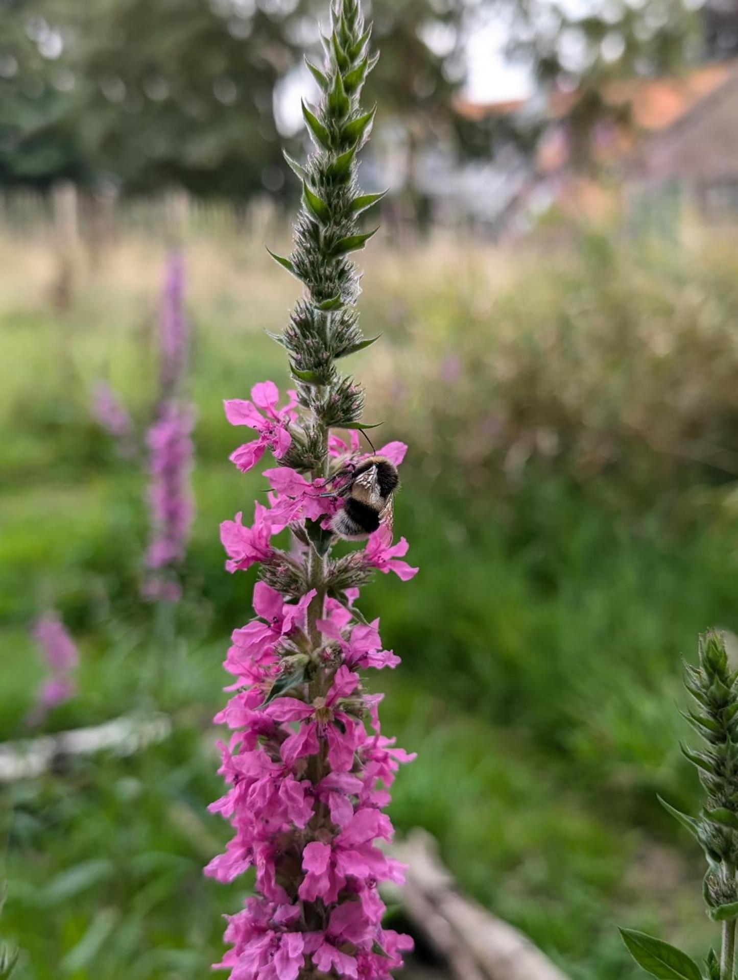 Traumkrone Ferienwohnungen - Abendrot