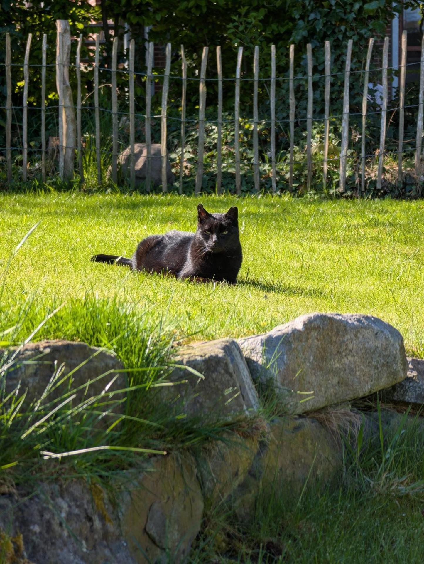 Traumkrone Ferienwohnungen - Wiesengrün