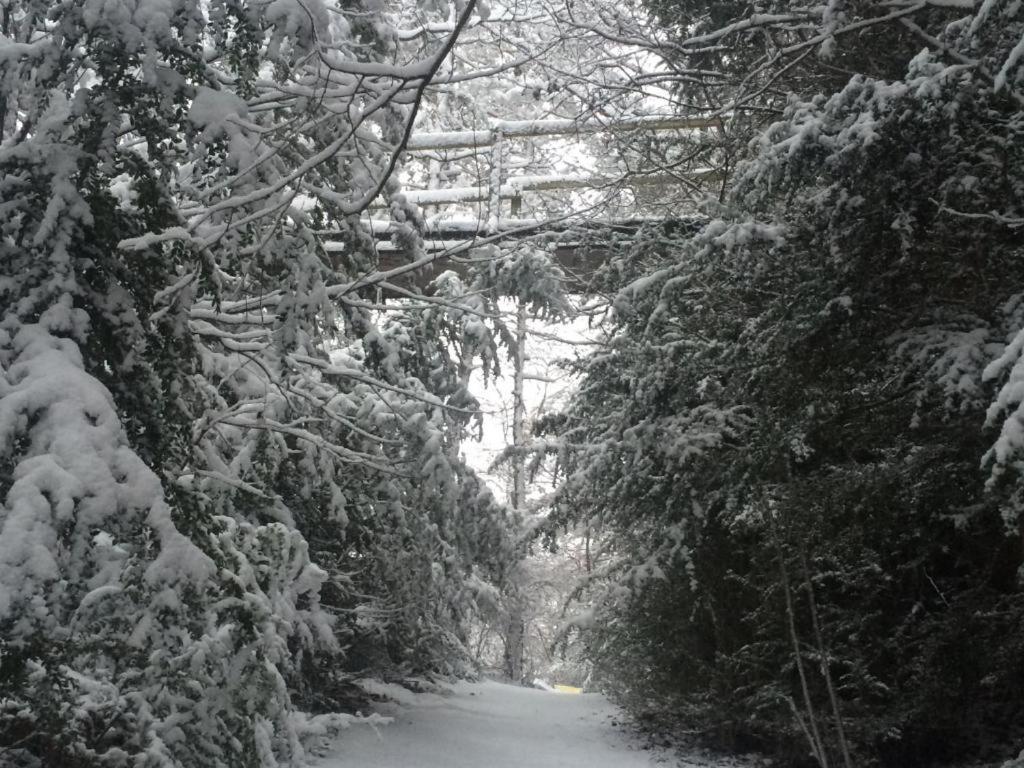 Els Apartaments del bosc