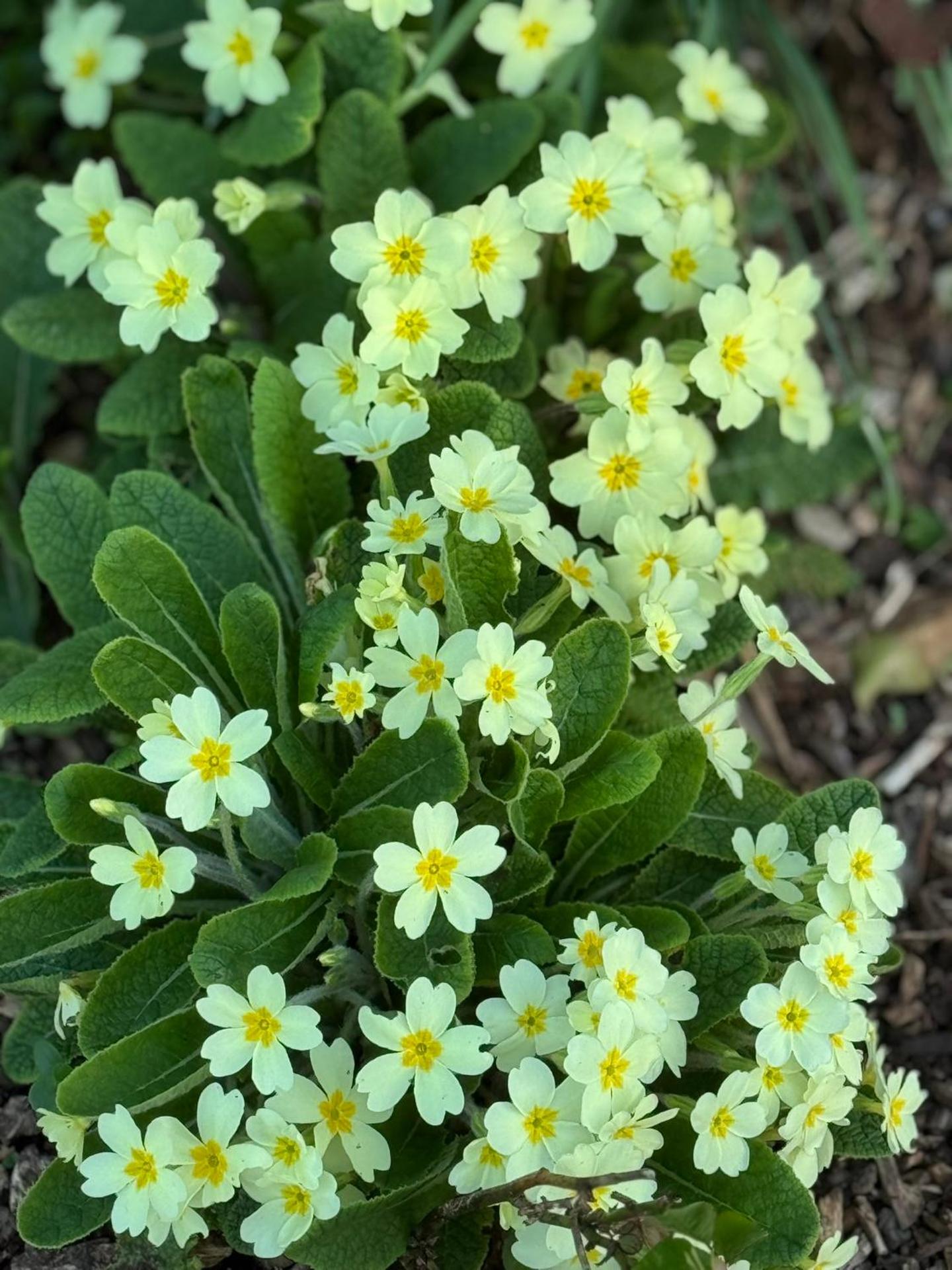 Forest View Shepherd Hut Stag hut