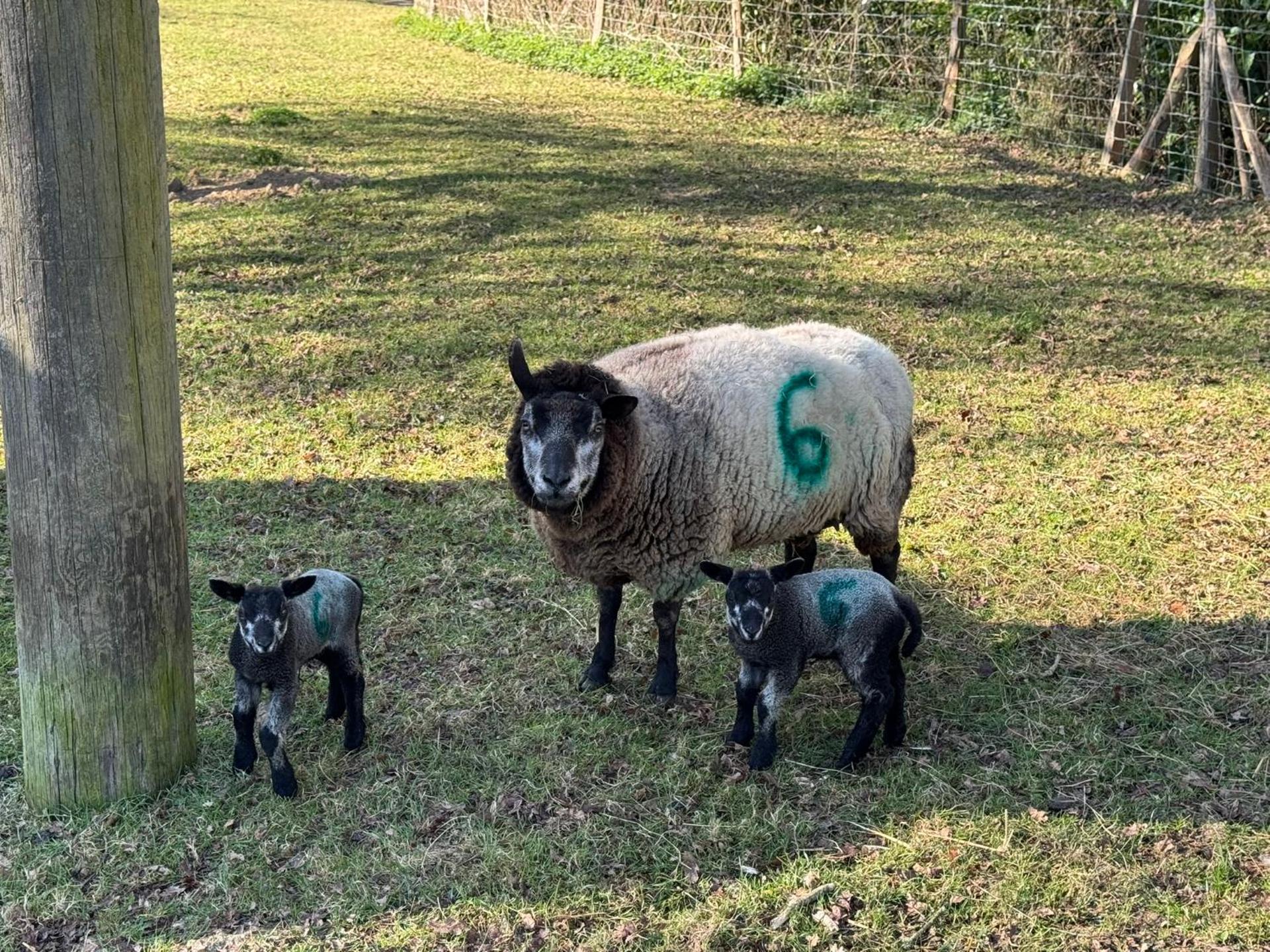 Forest View Shepherd Hut Stag hut