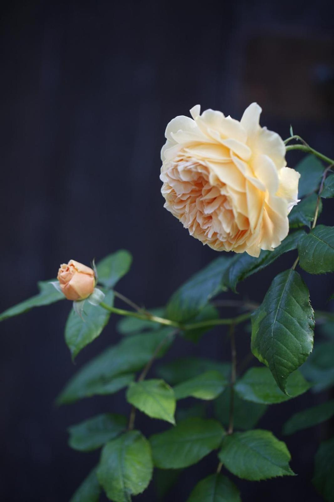 LaCasaRossaMurazzano