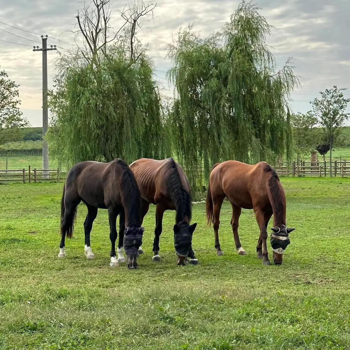 Tenuta Oasi del cavallo