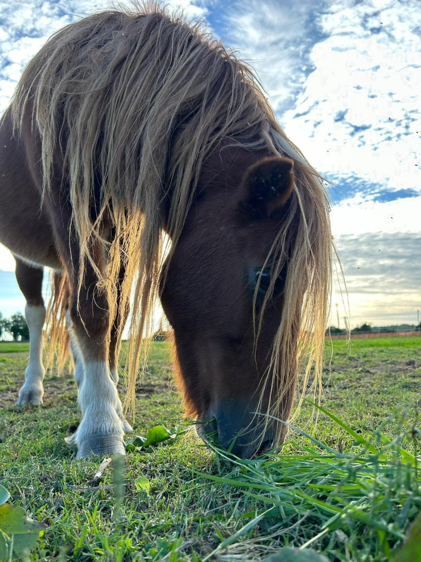 Tenuta Oasi del cavallo