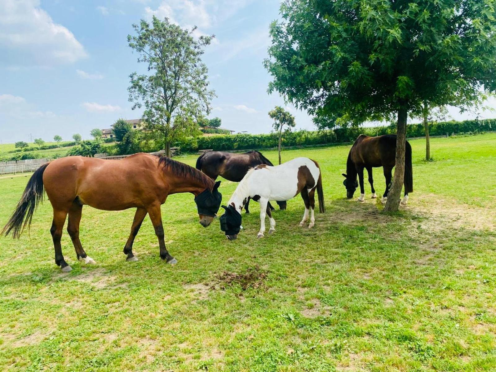 Tenuta Oasi del cavallo