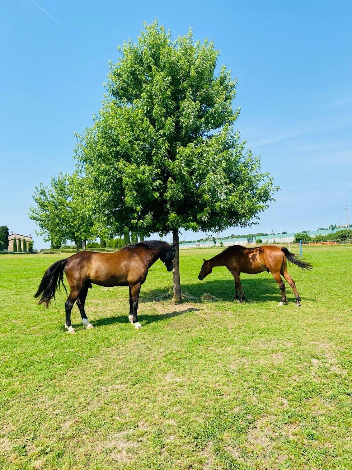 Tenuta Oasi del cavallo