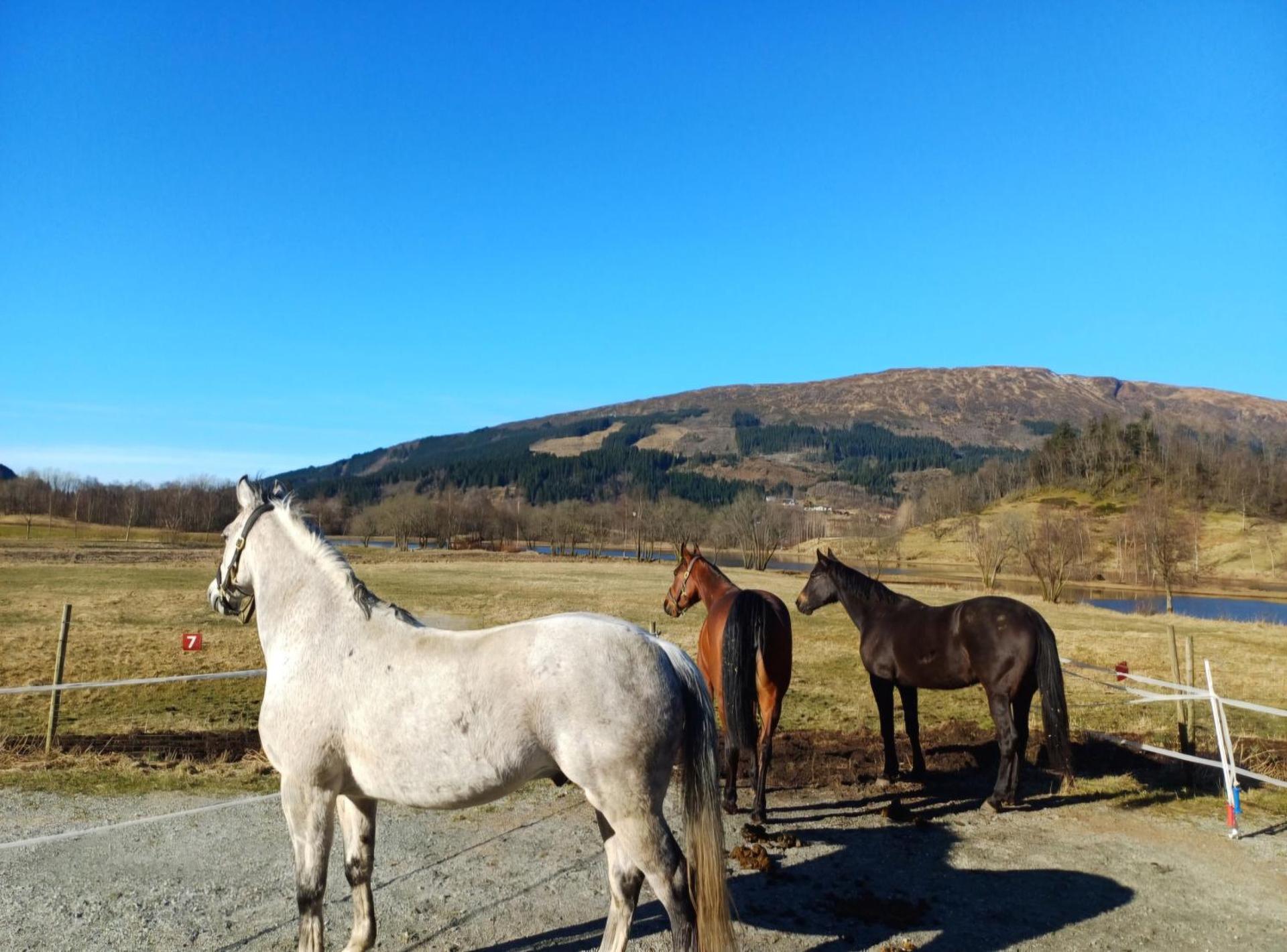 Nesvika 5 bedroom holiday home, only 25 min from Bergen