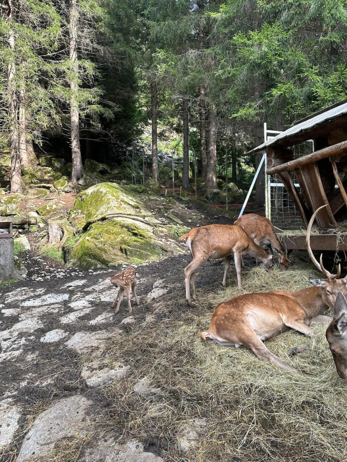 Dimaro-Folgarida Apartment