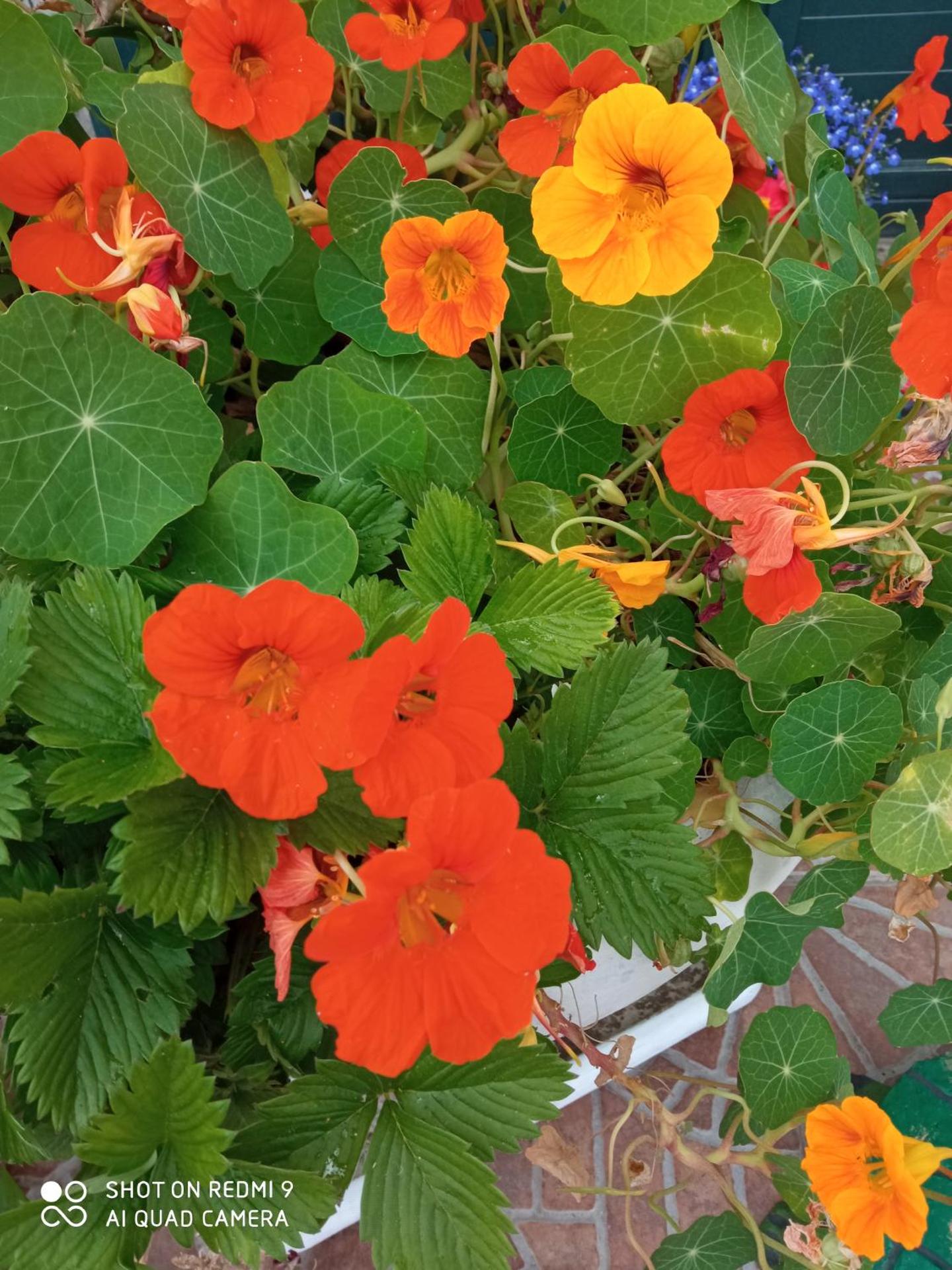 B&B Domenico Cesarelli