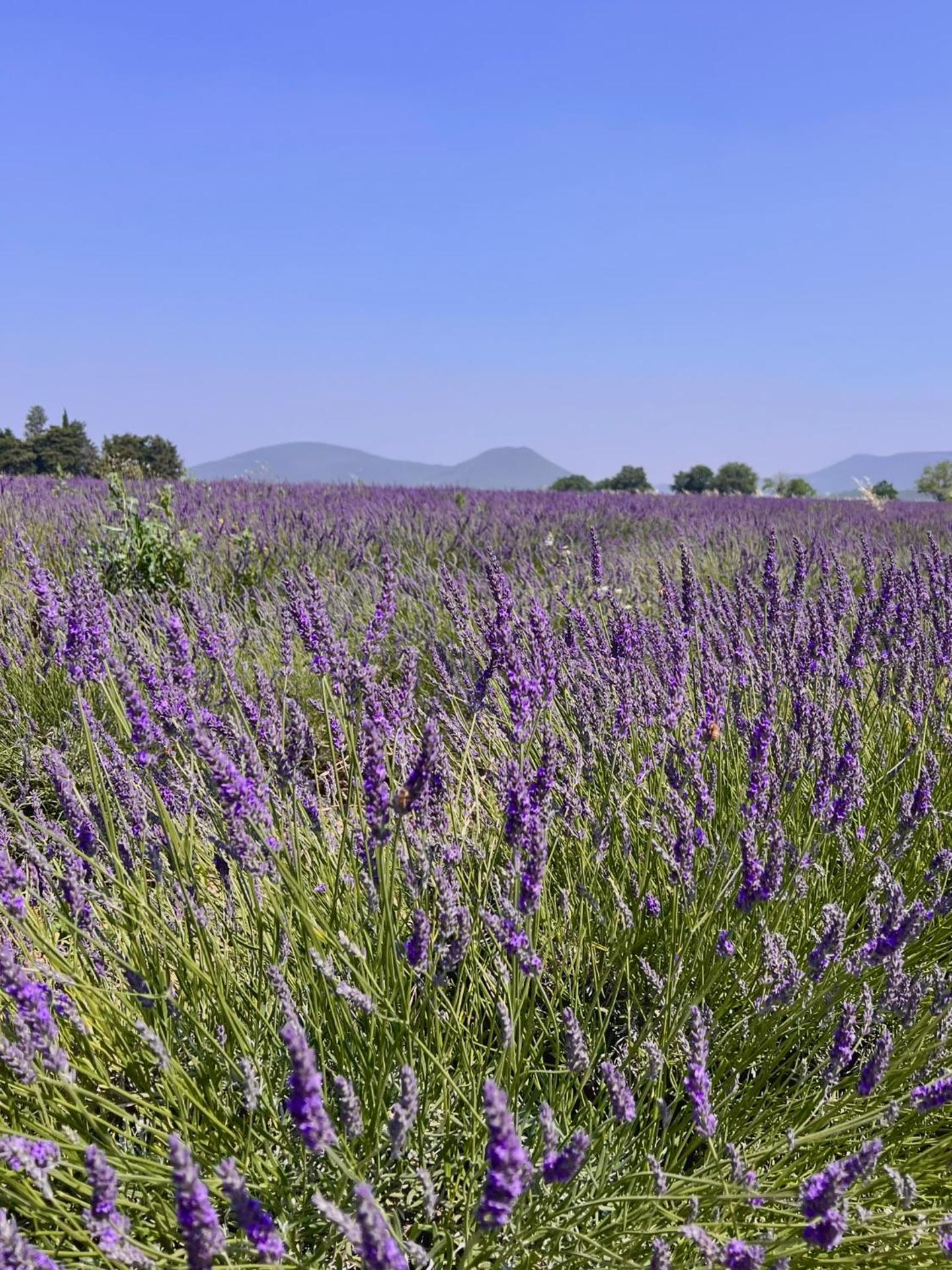 Le Moulin de Montségur