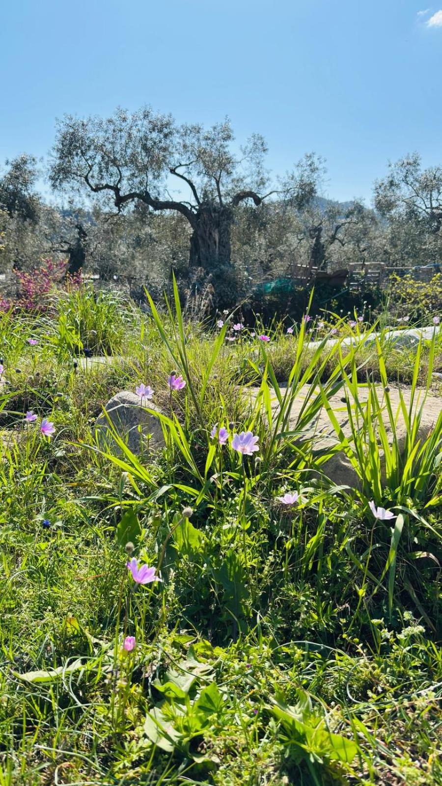 Nurit private apartment